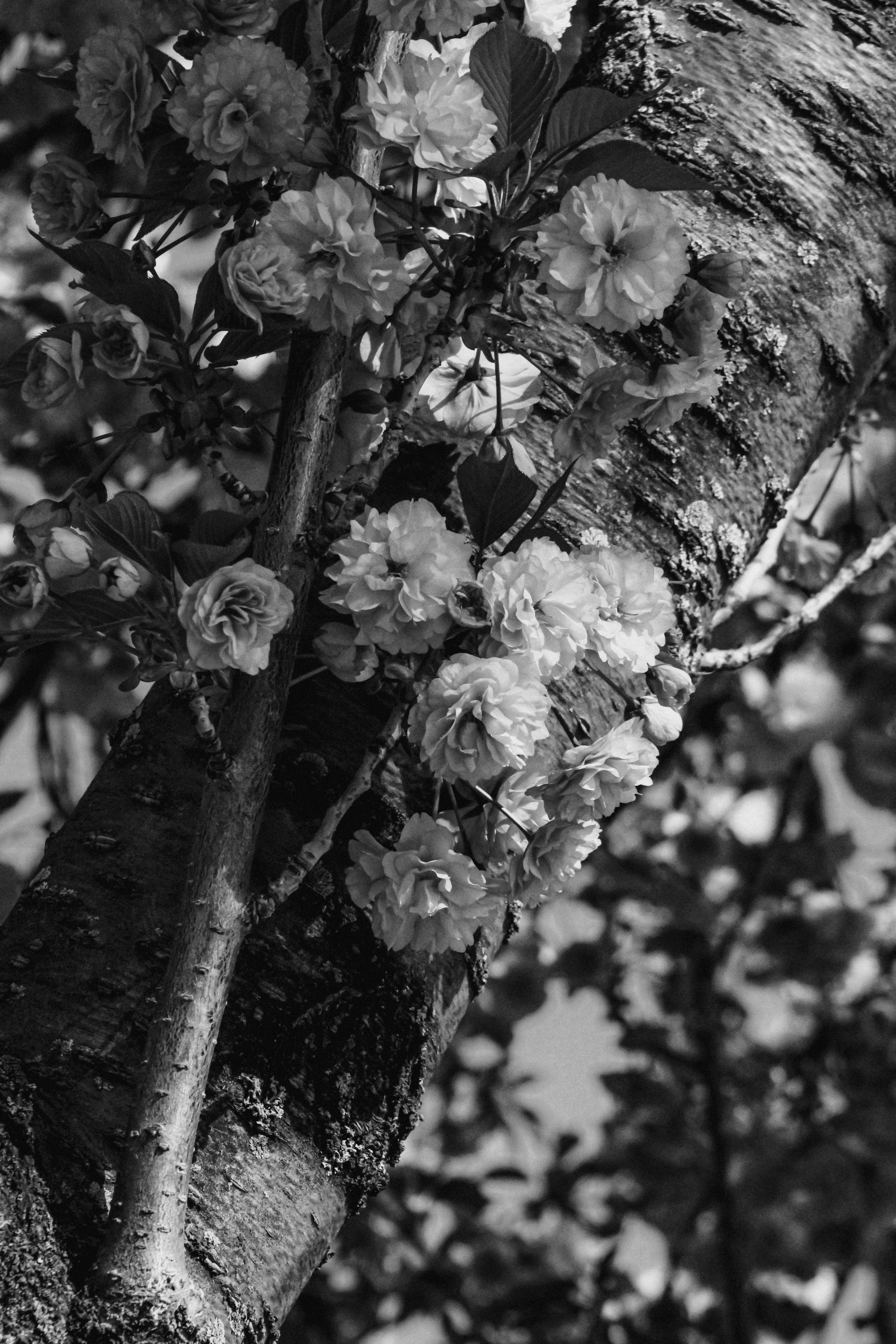 Photo by linusbelanger