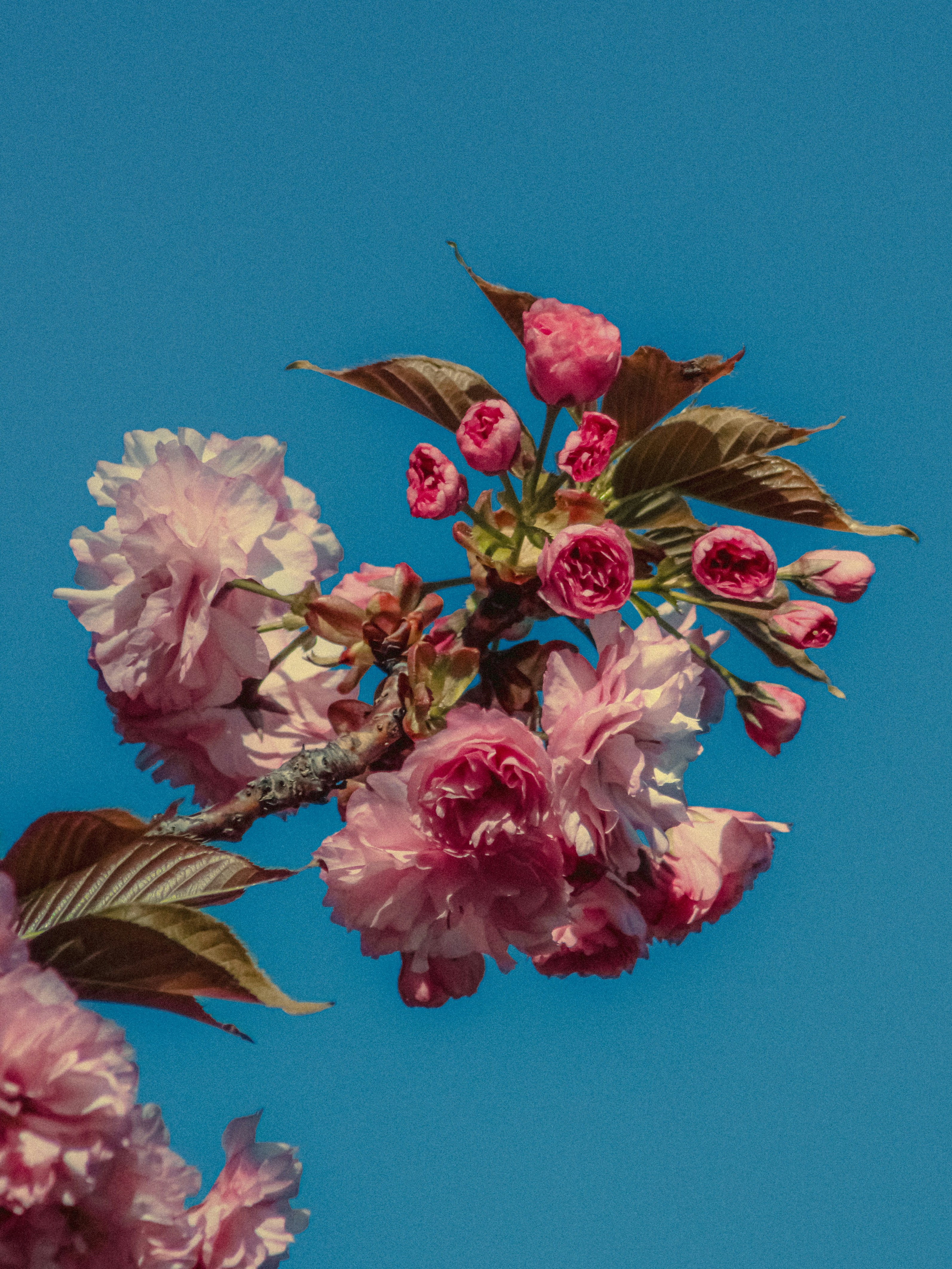 Photo by linusbelanger