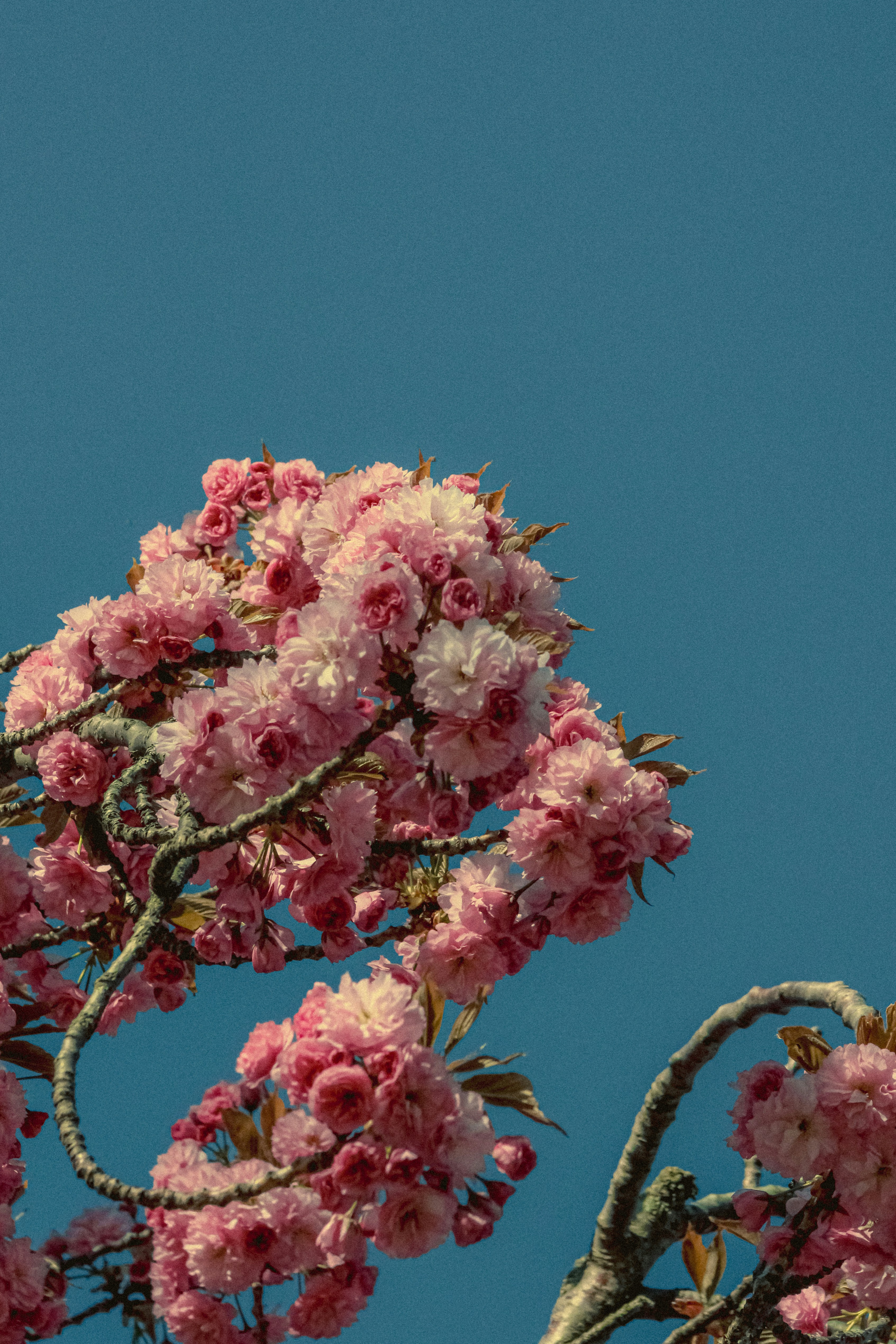 Photo by linusbelanger