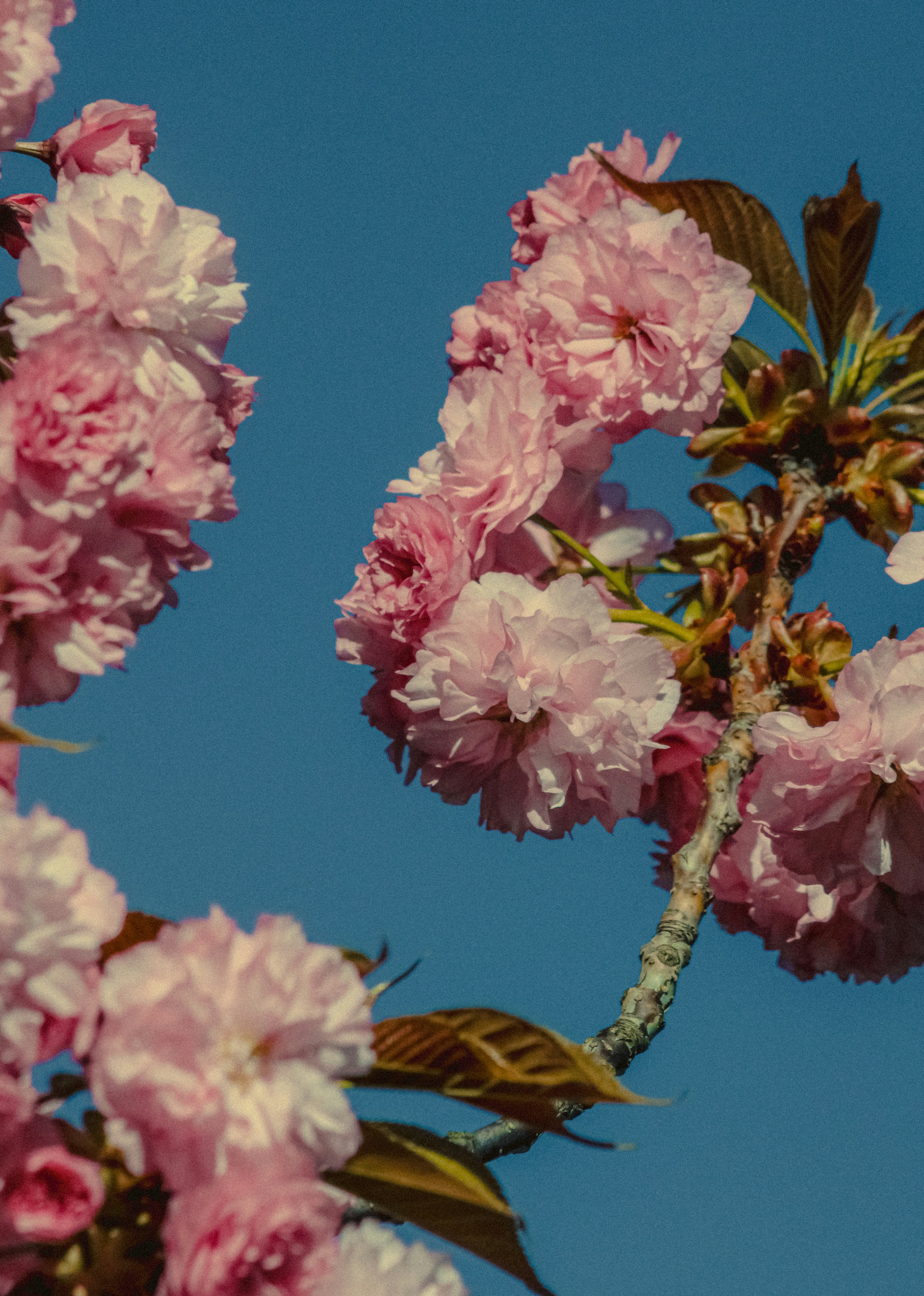 Photo by linusbelanger