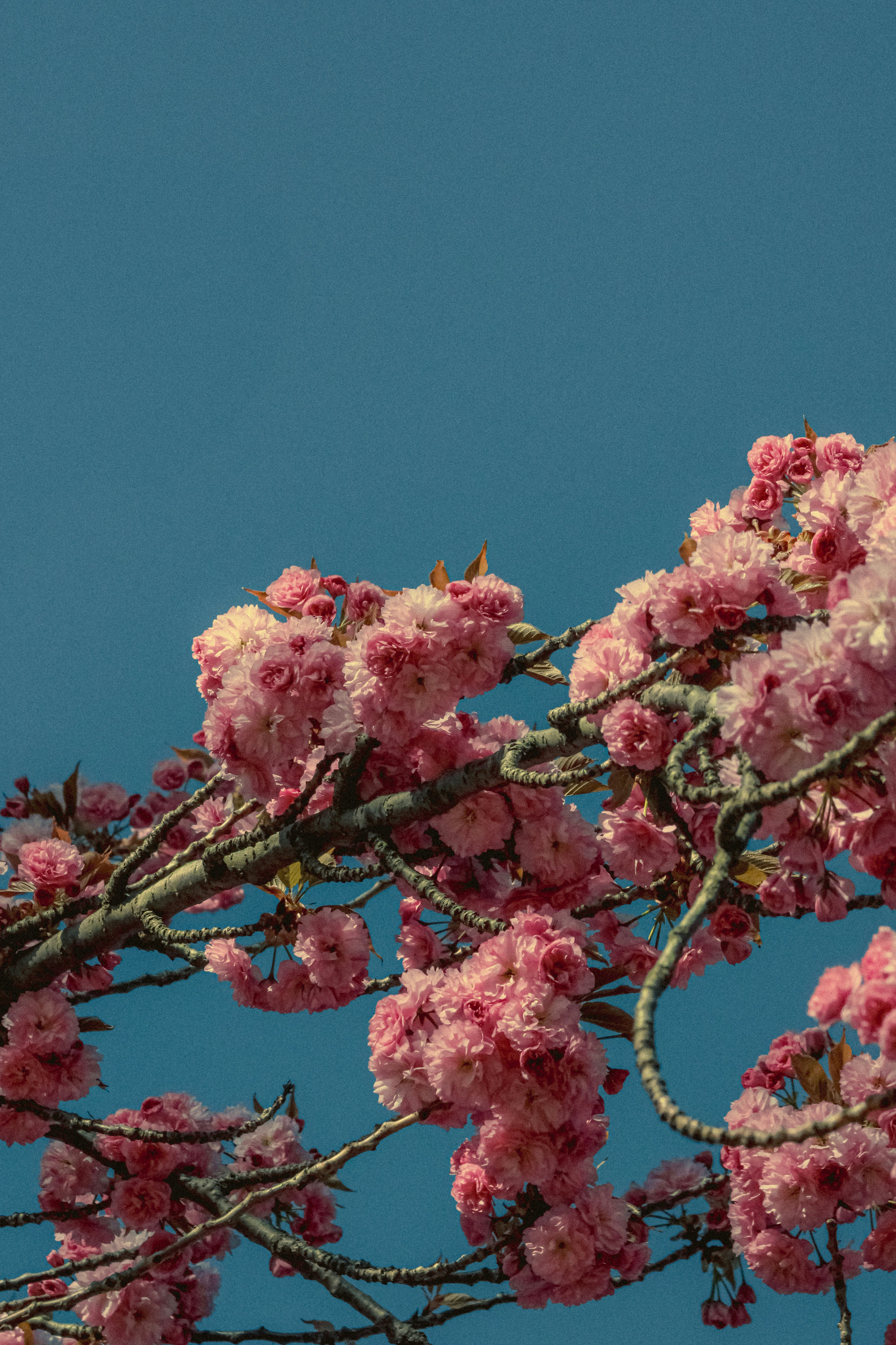 Photo by linusbelanger