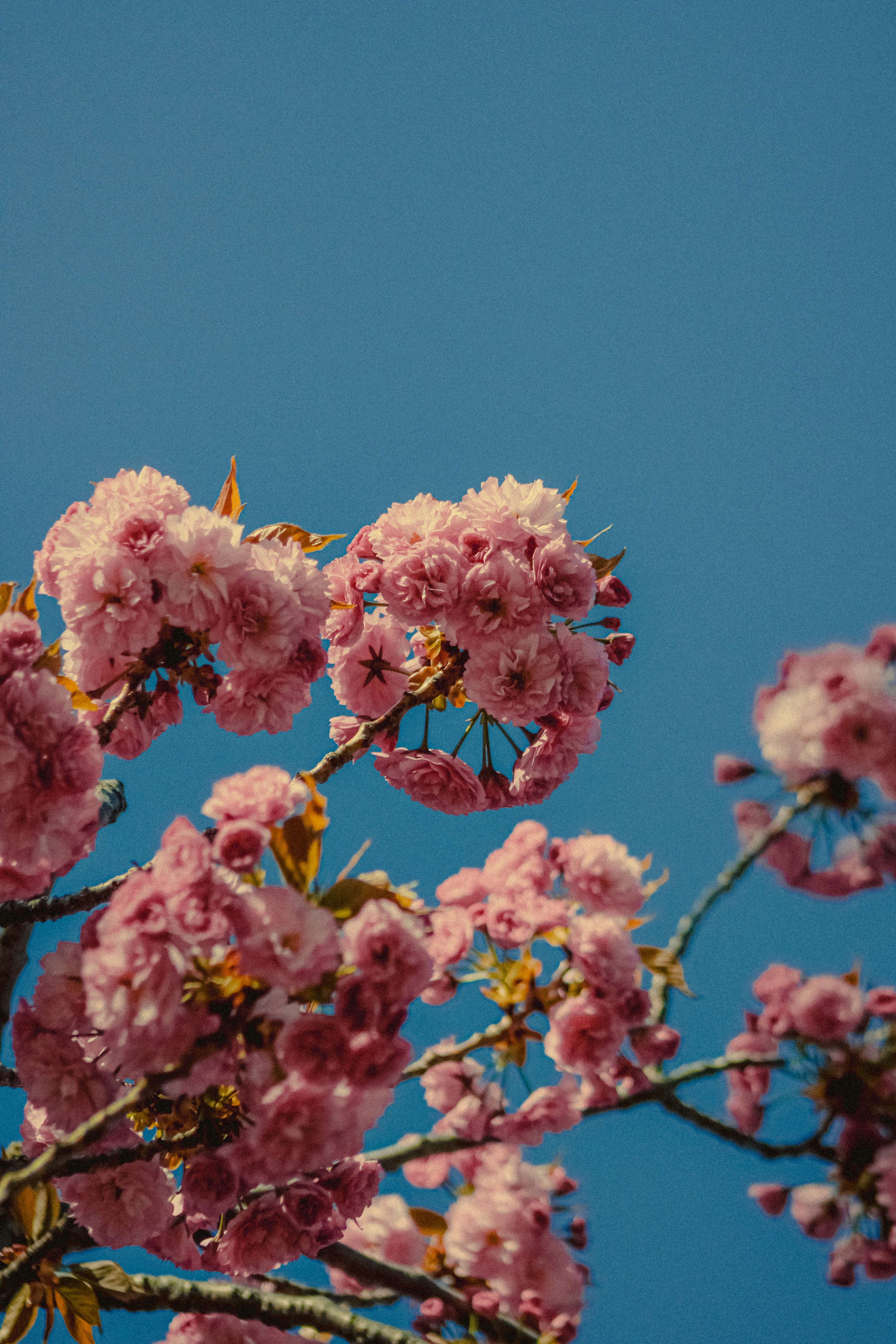 Photo by linusbelanger