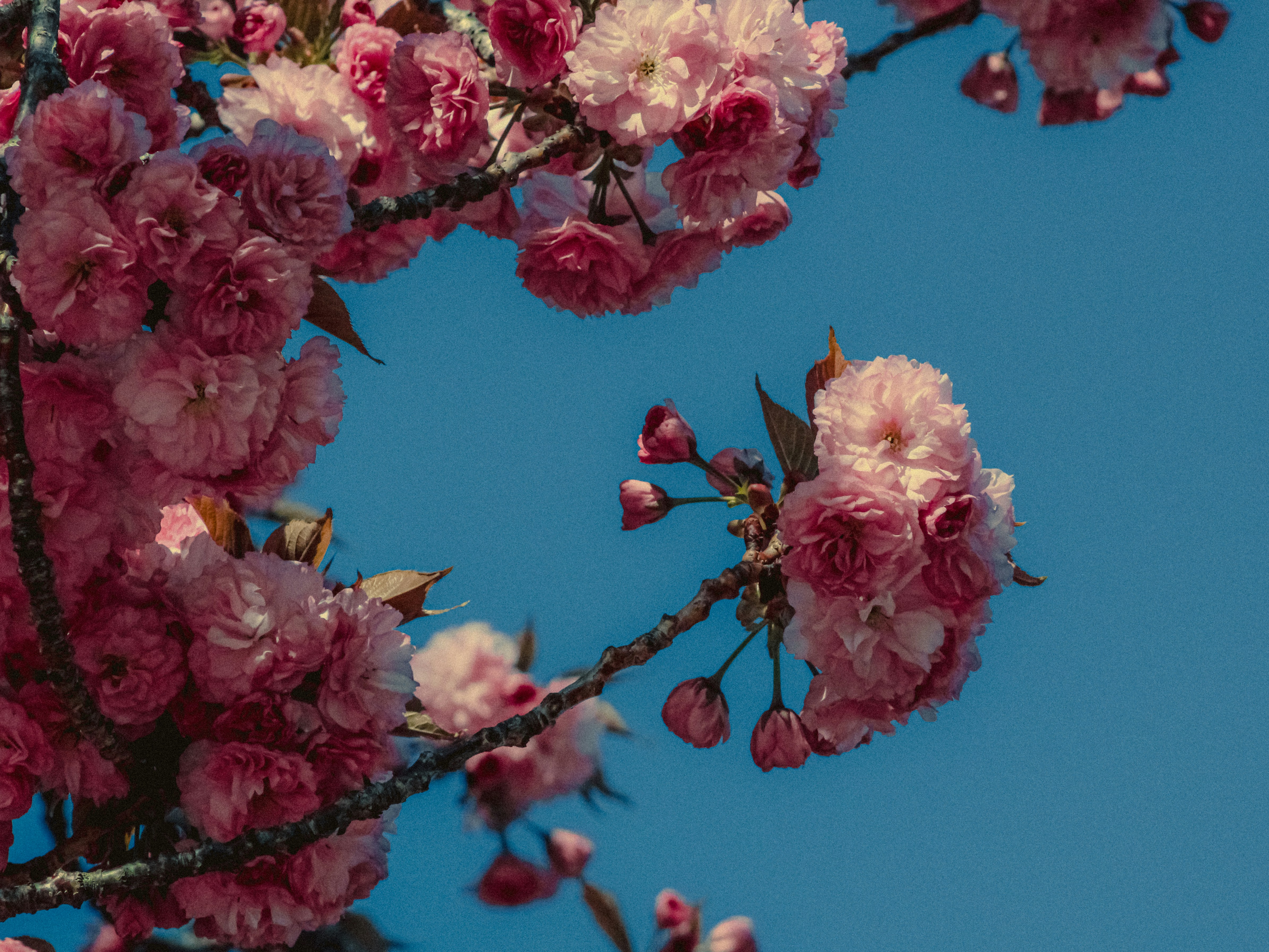 Photo by linusbelanger