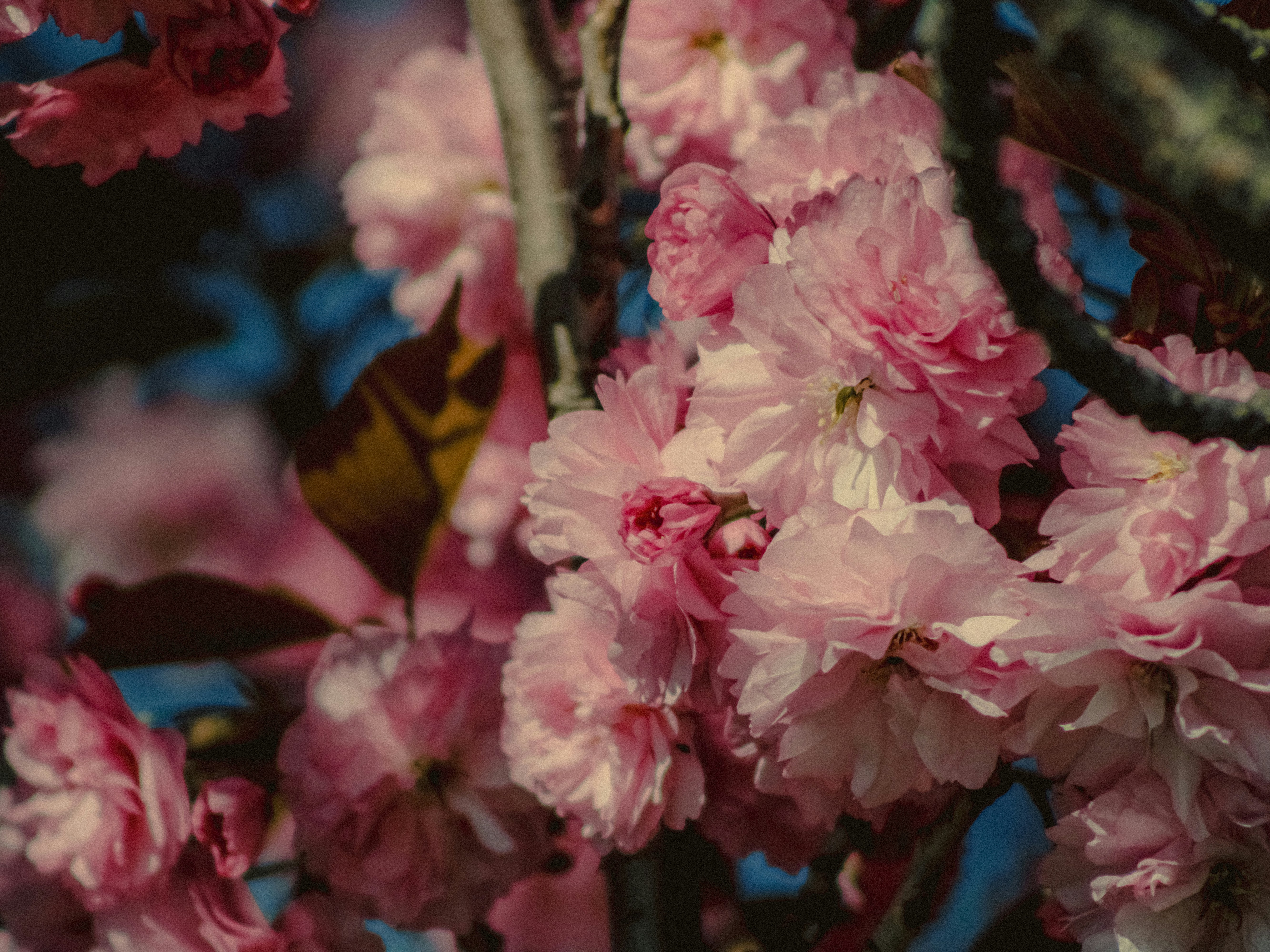 Photo by linusbelanger