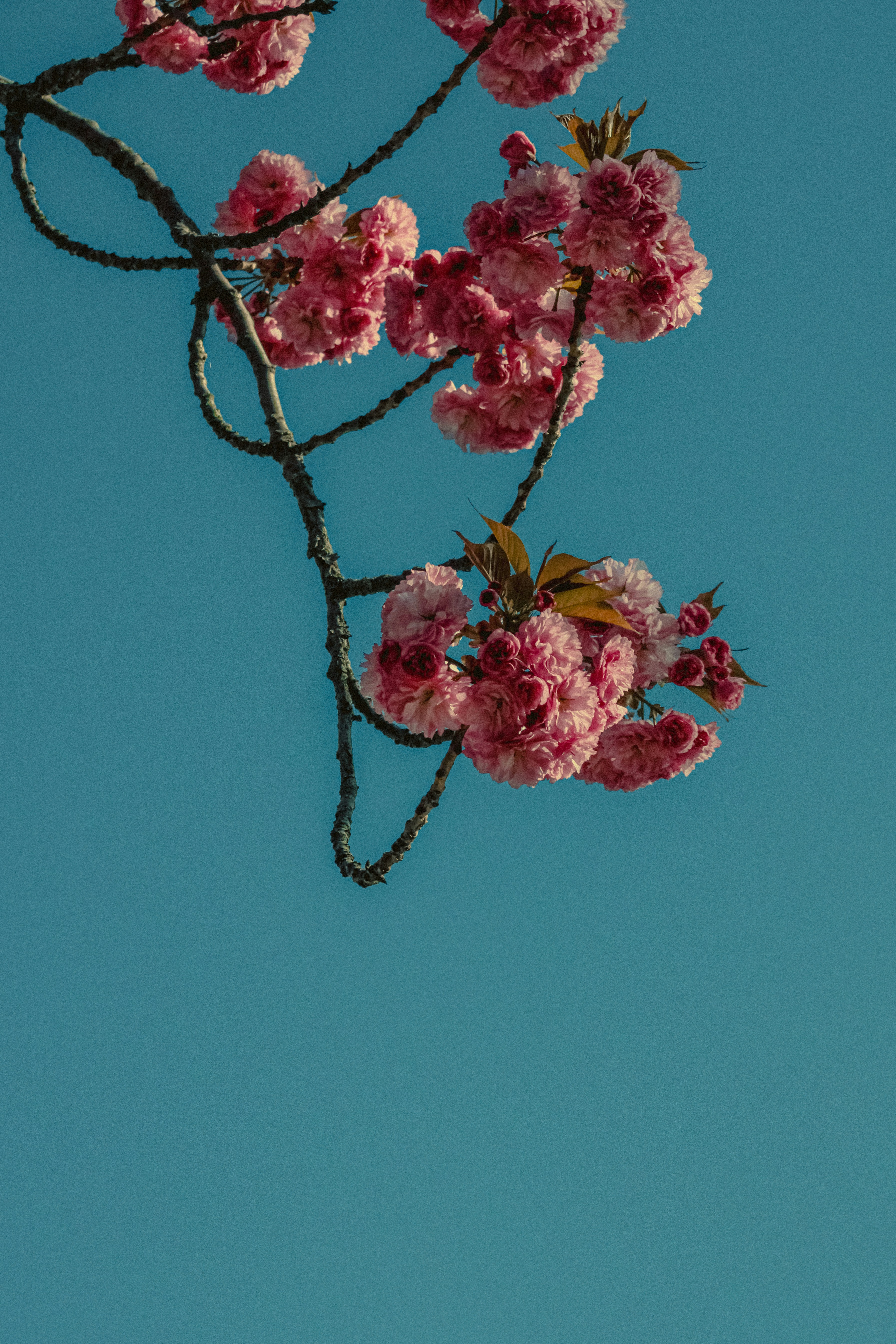 Photo by linusbelanger