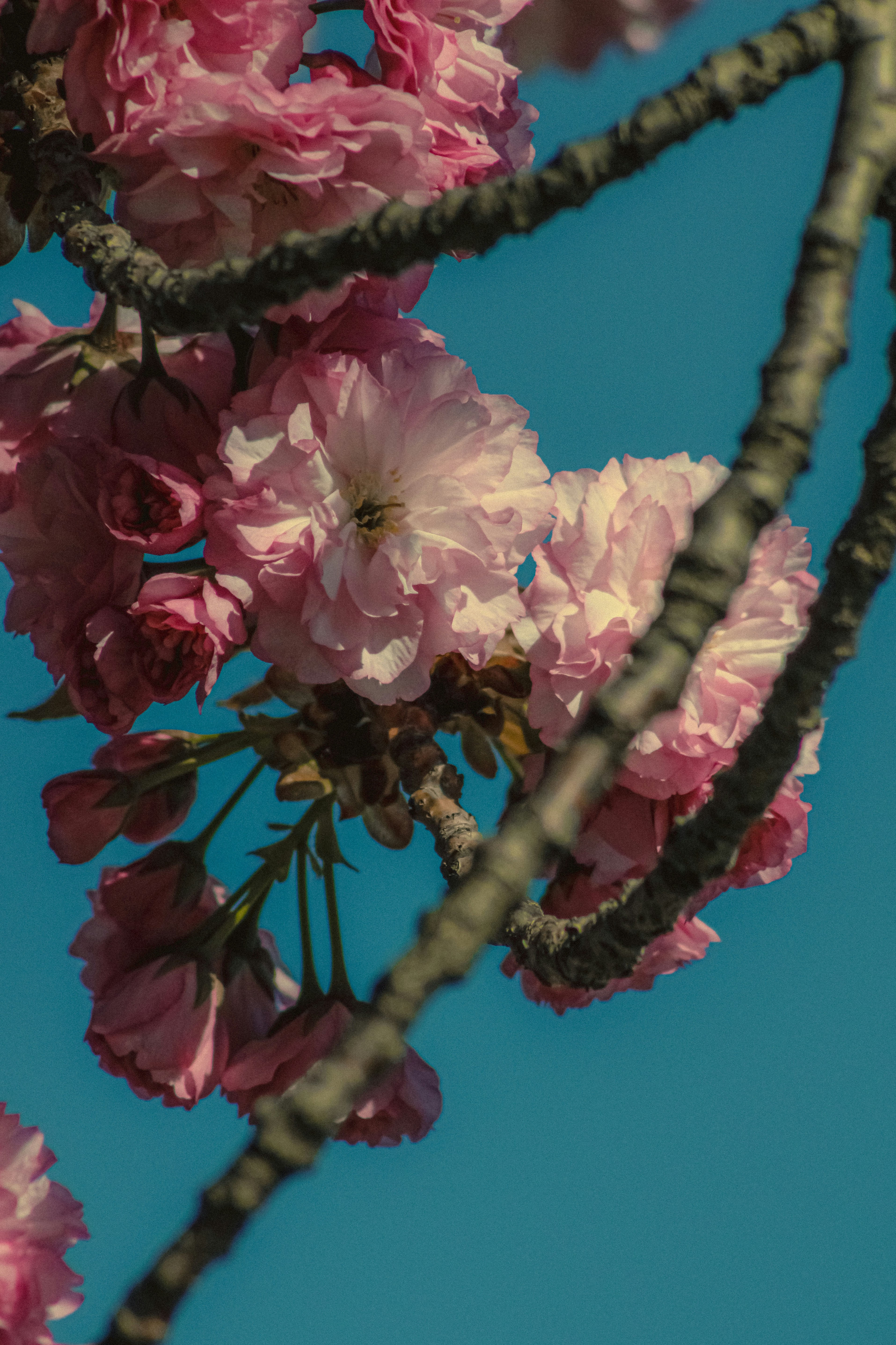 Photo by linusbelanger