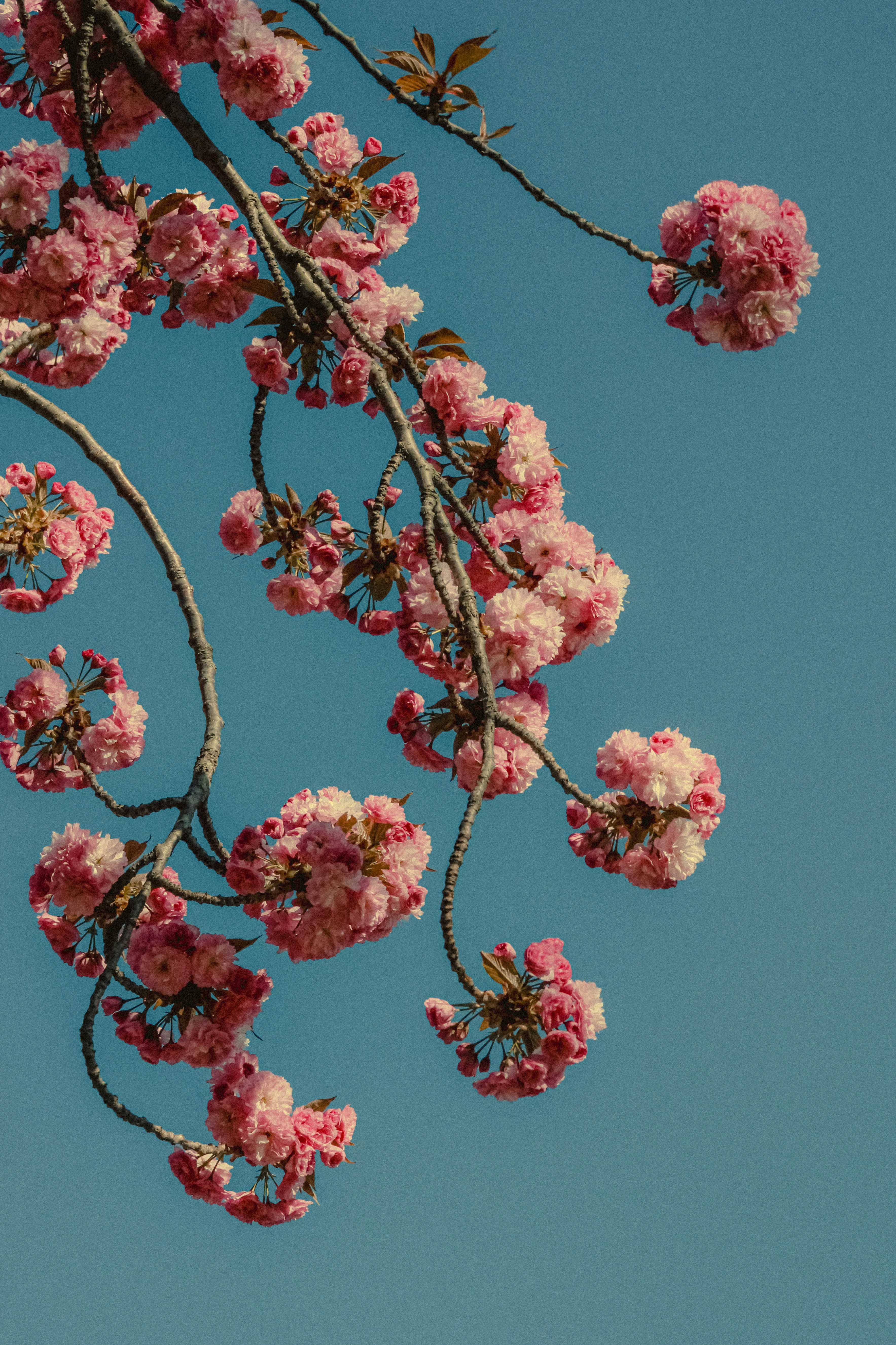 Photo by linusbelanger