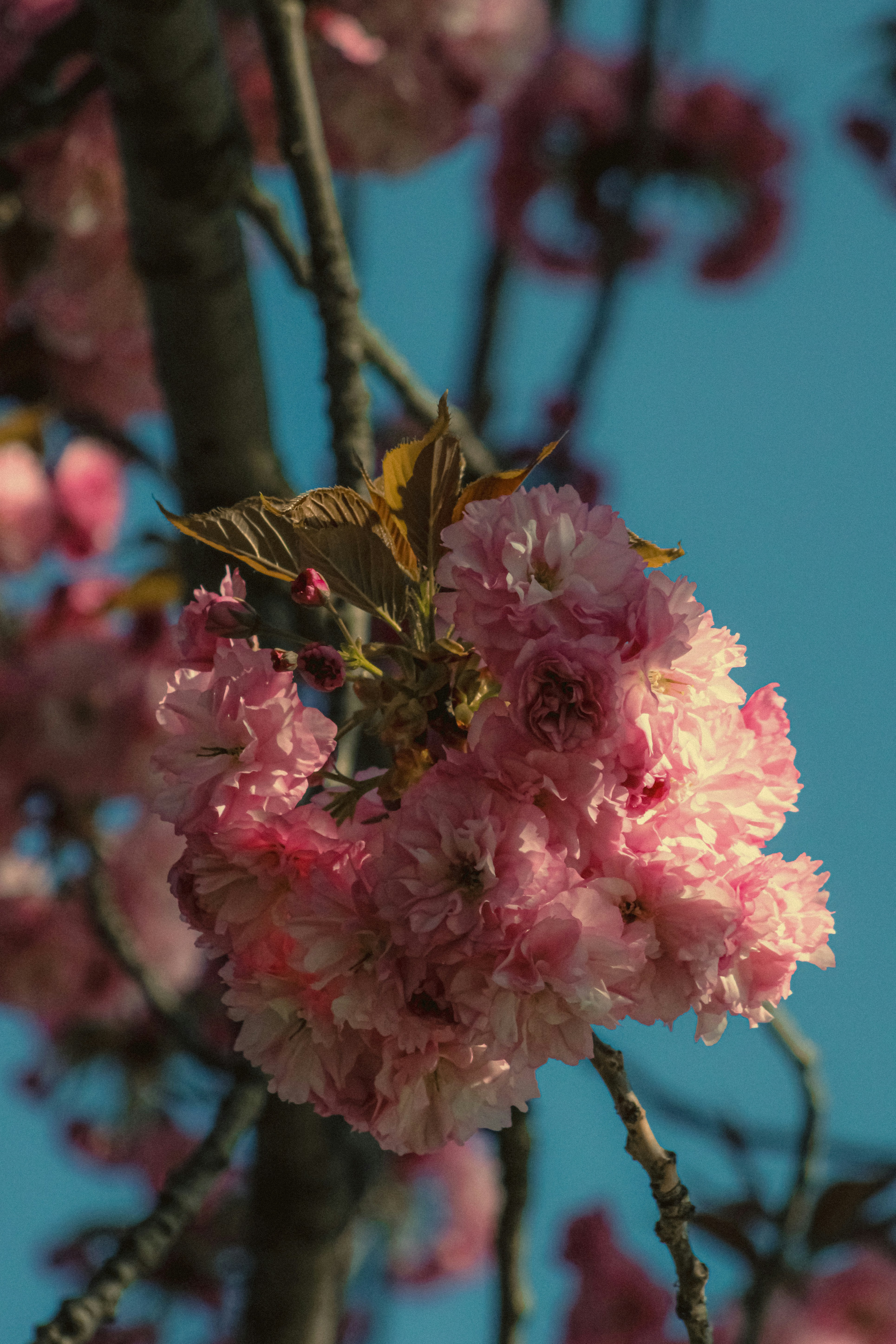 Photo by linusbelanger