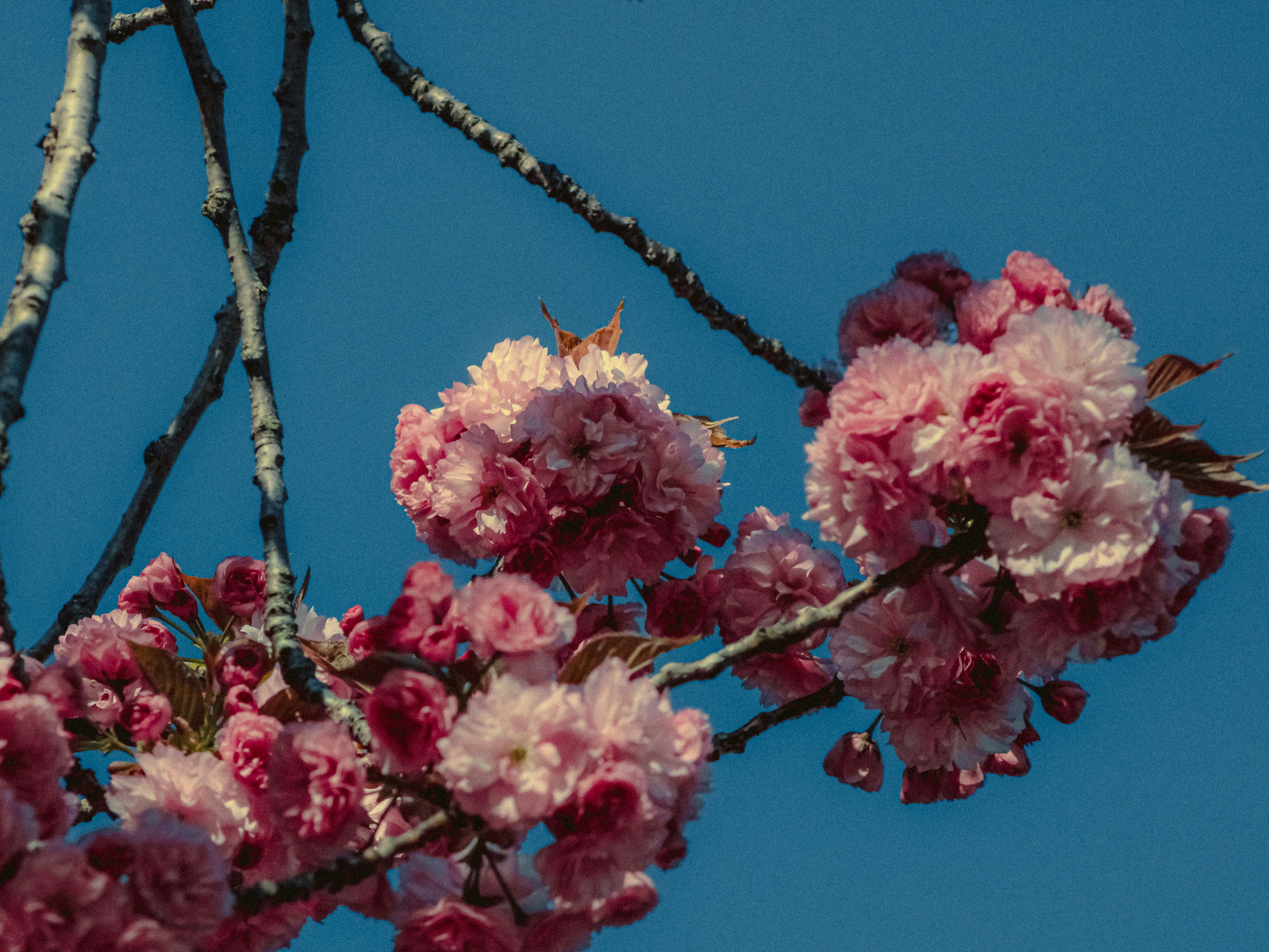 Photo by linusbelanger