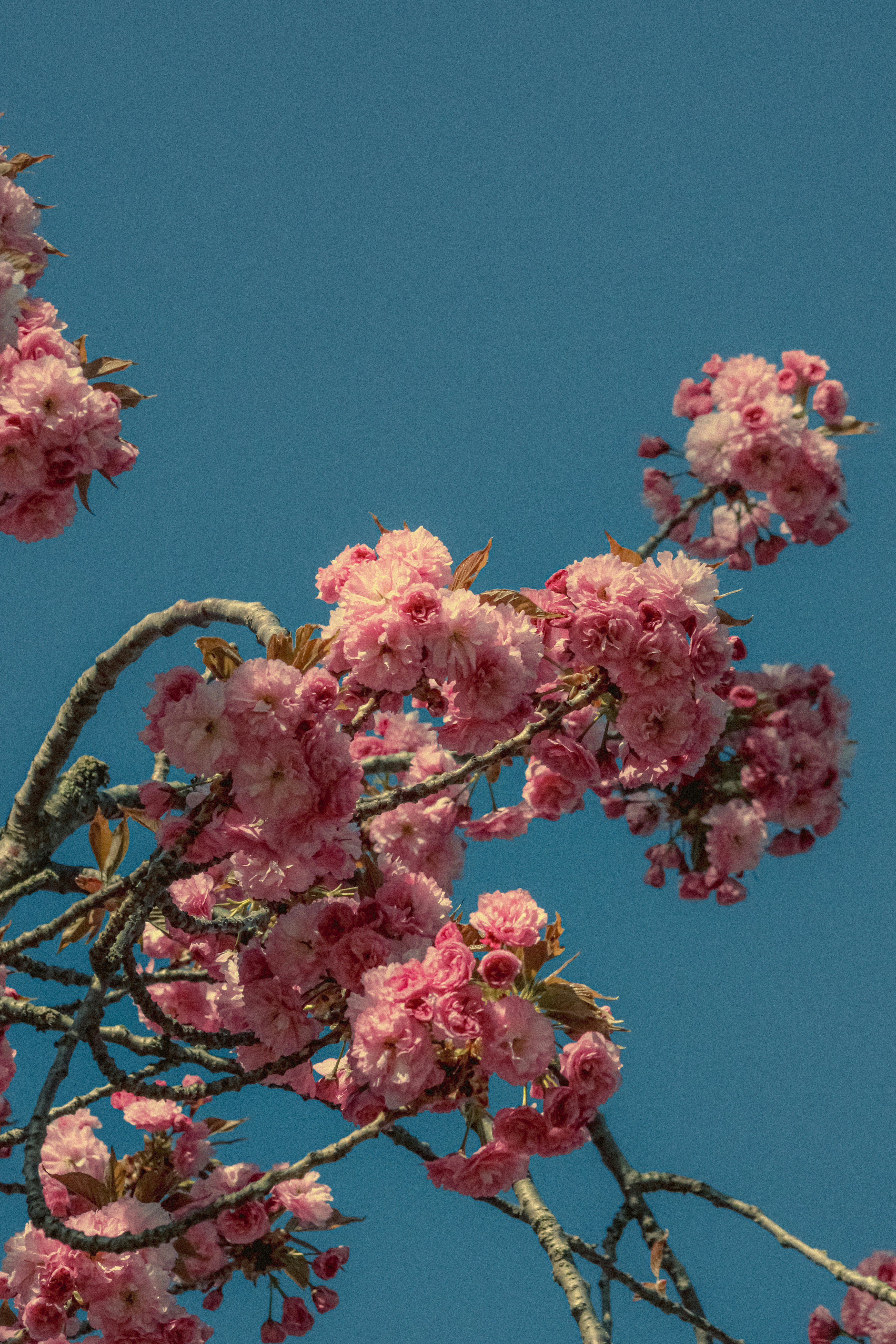 Photo by linusbelanger