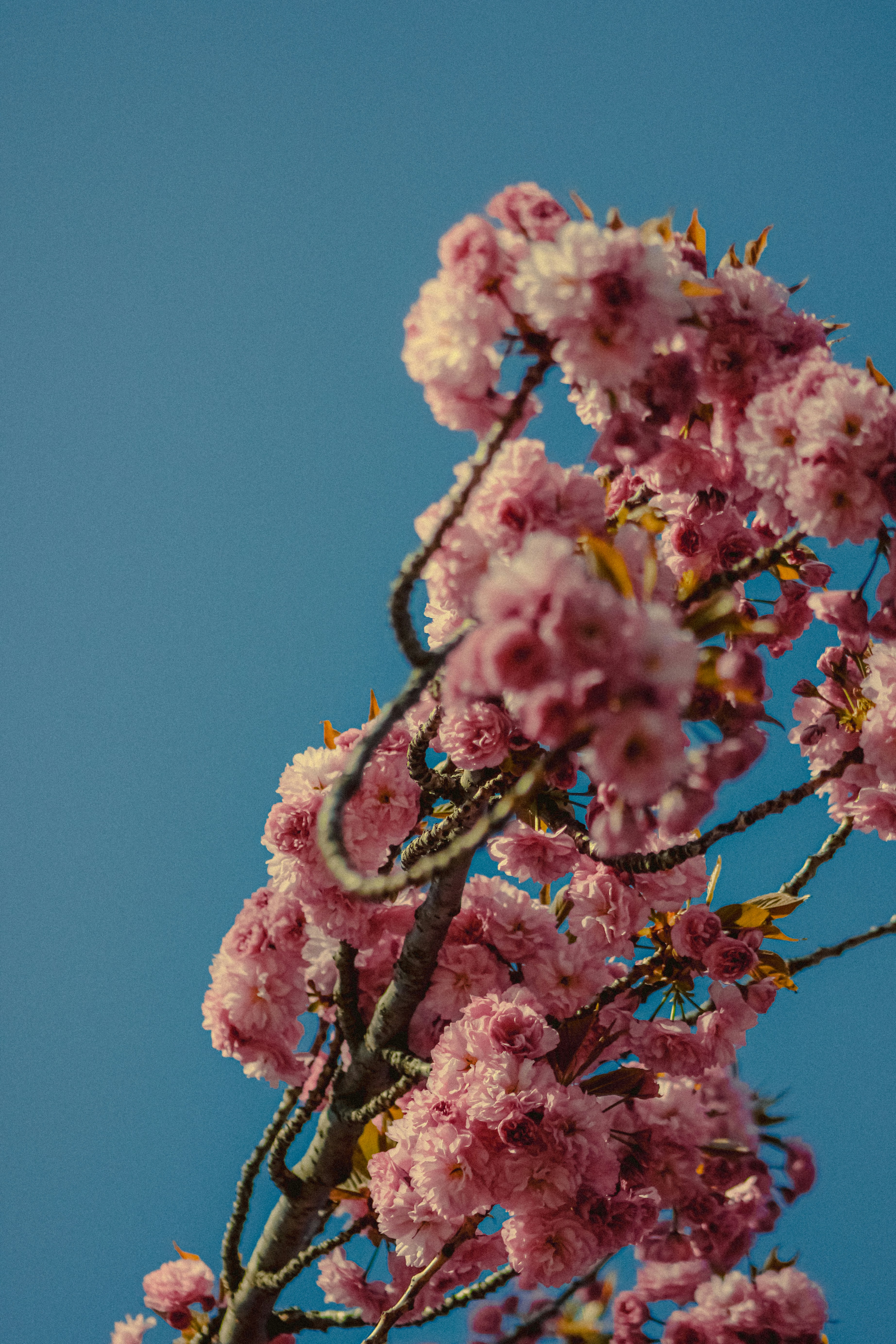 Photo by linusbelanger