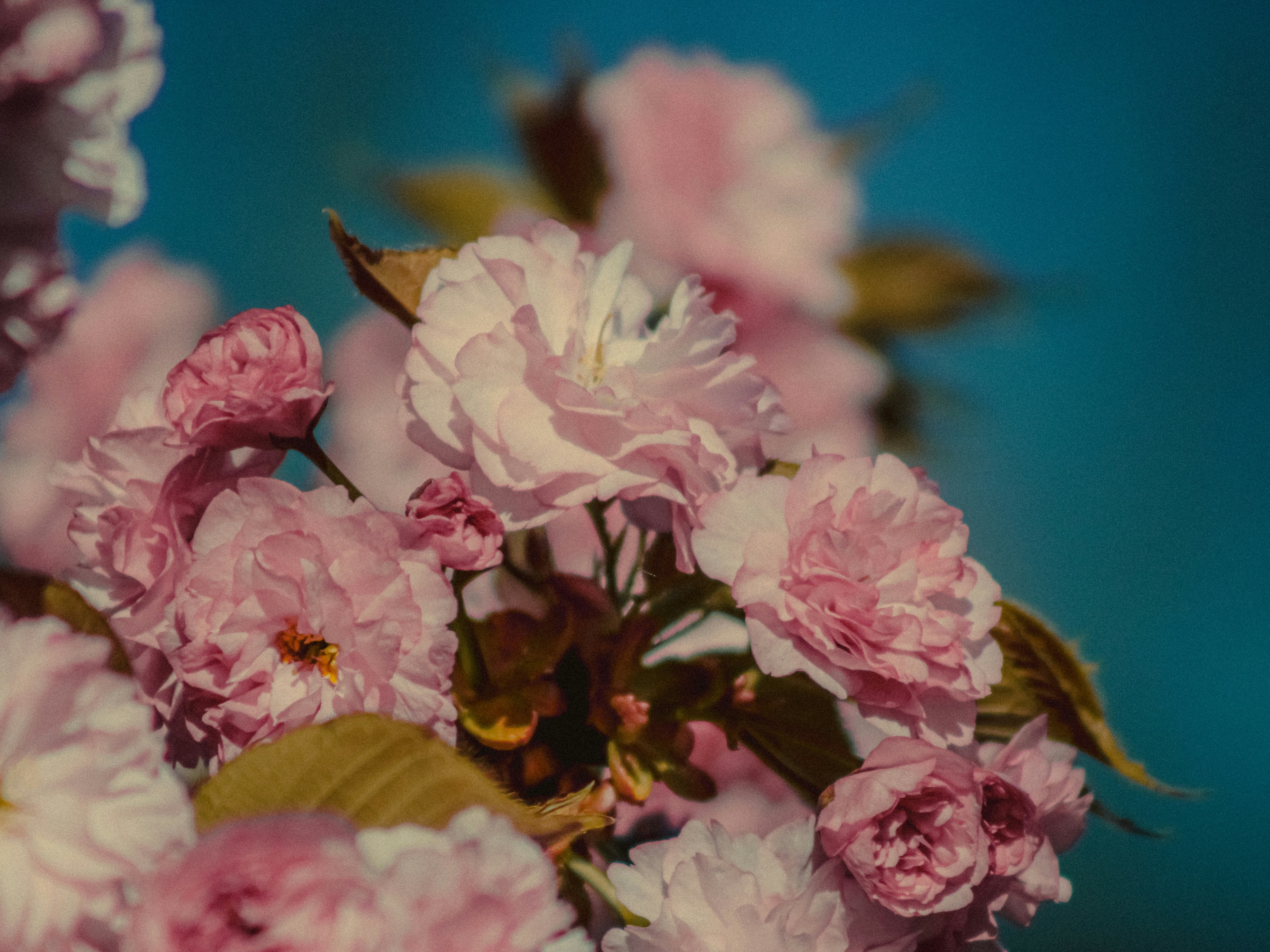 Photo by linusbelanger