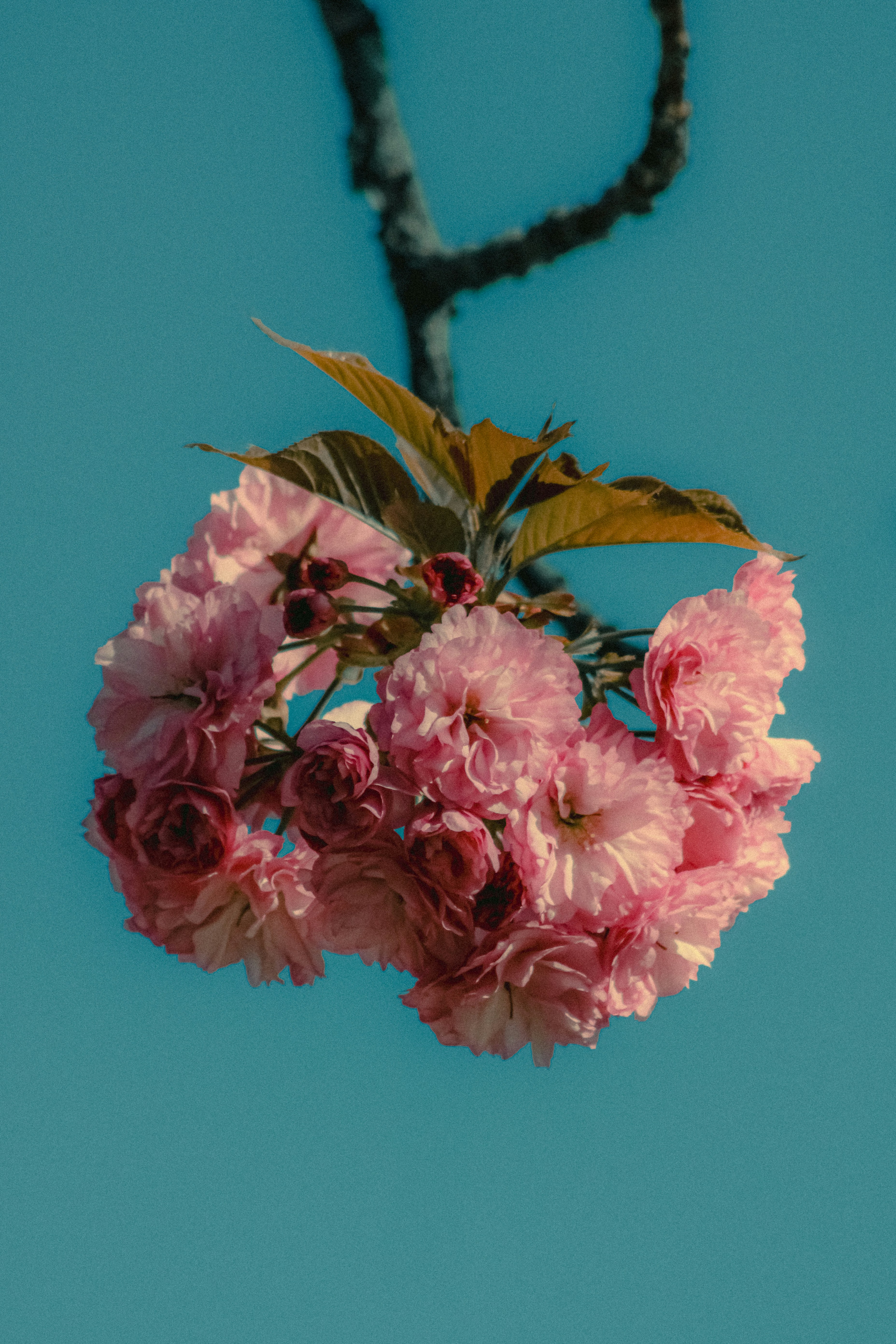 Photo by linusbelanger