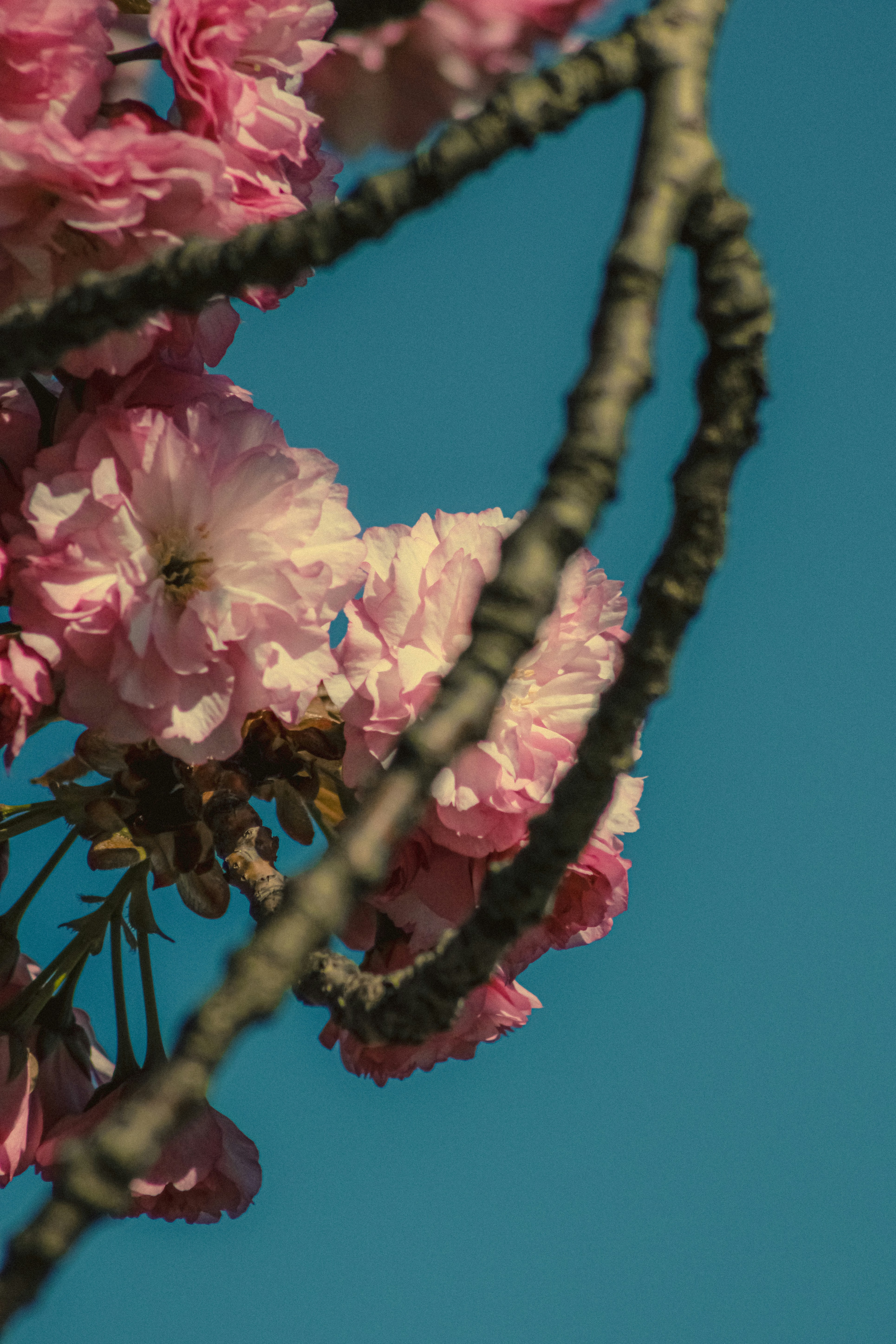 Photo by linusbelanger