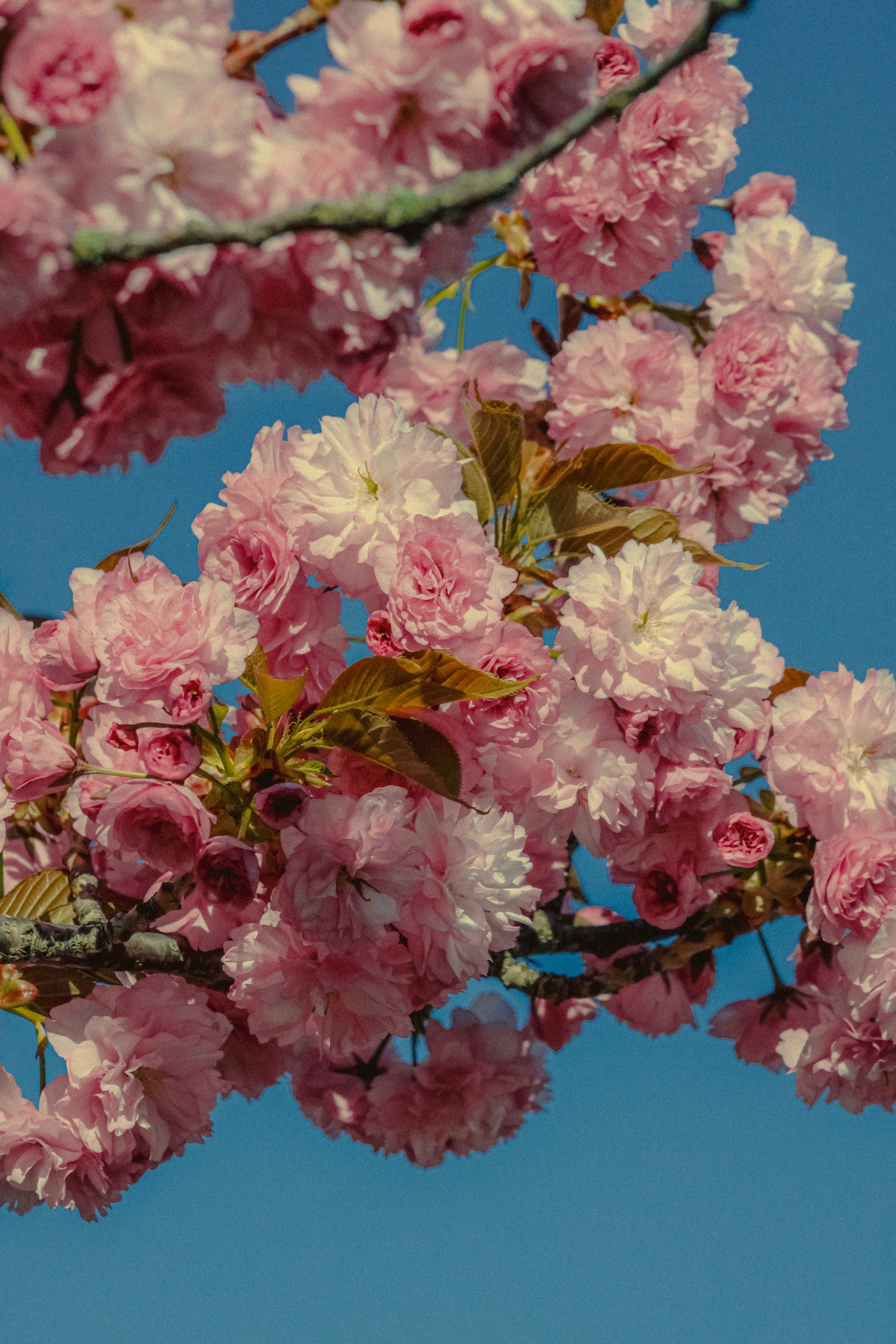 Photo by linusbelanger