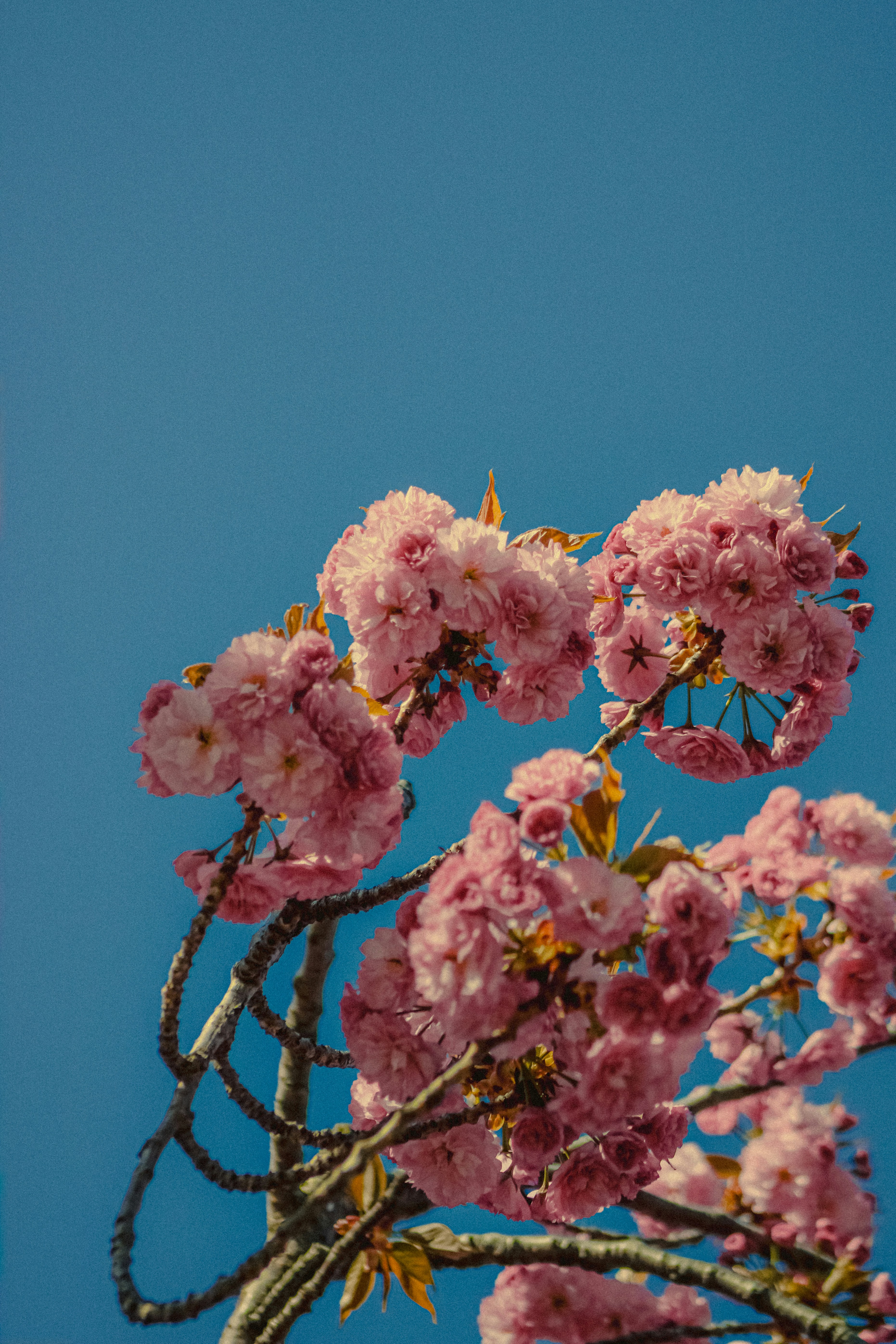 Photo by linusbelanger