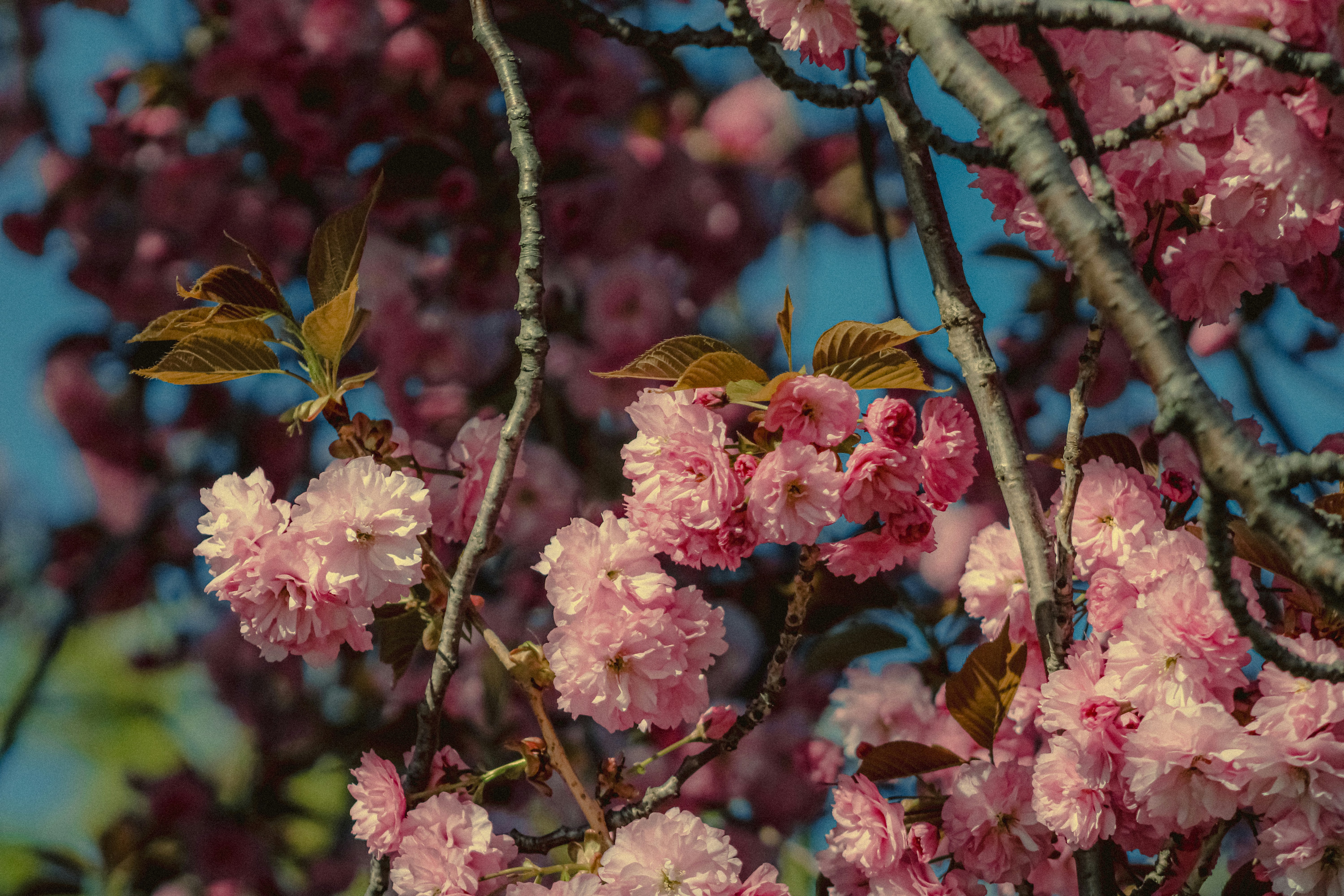 Photo by linusbelanger