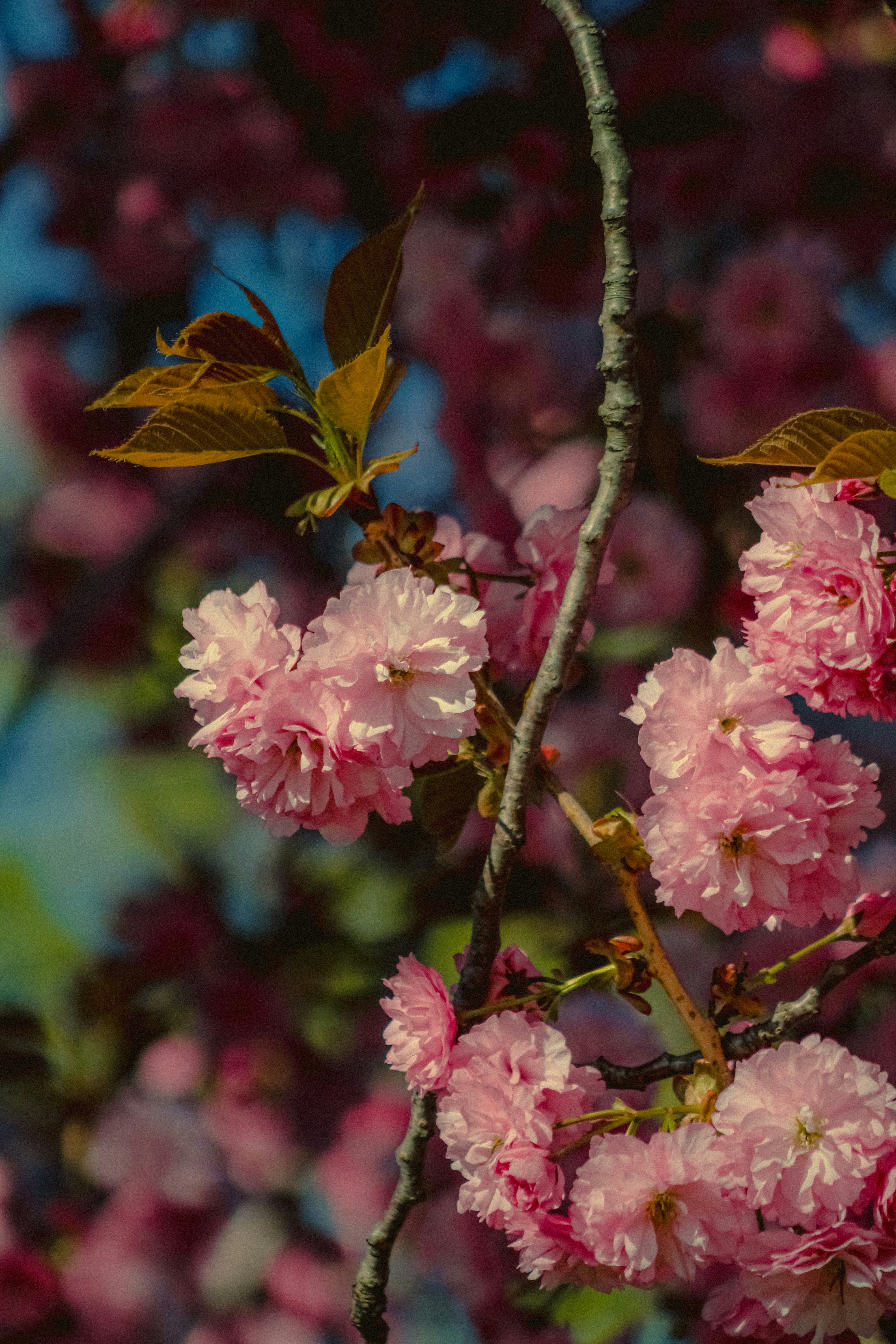 Photo by linusbelanger