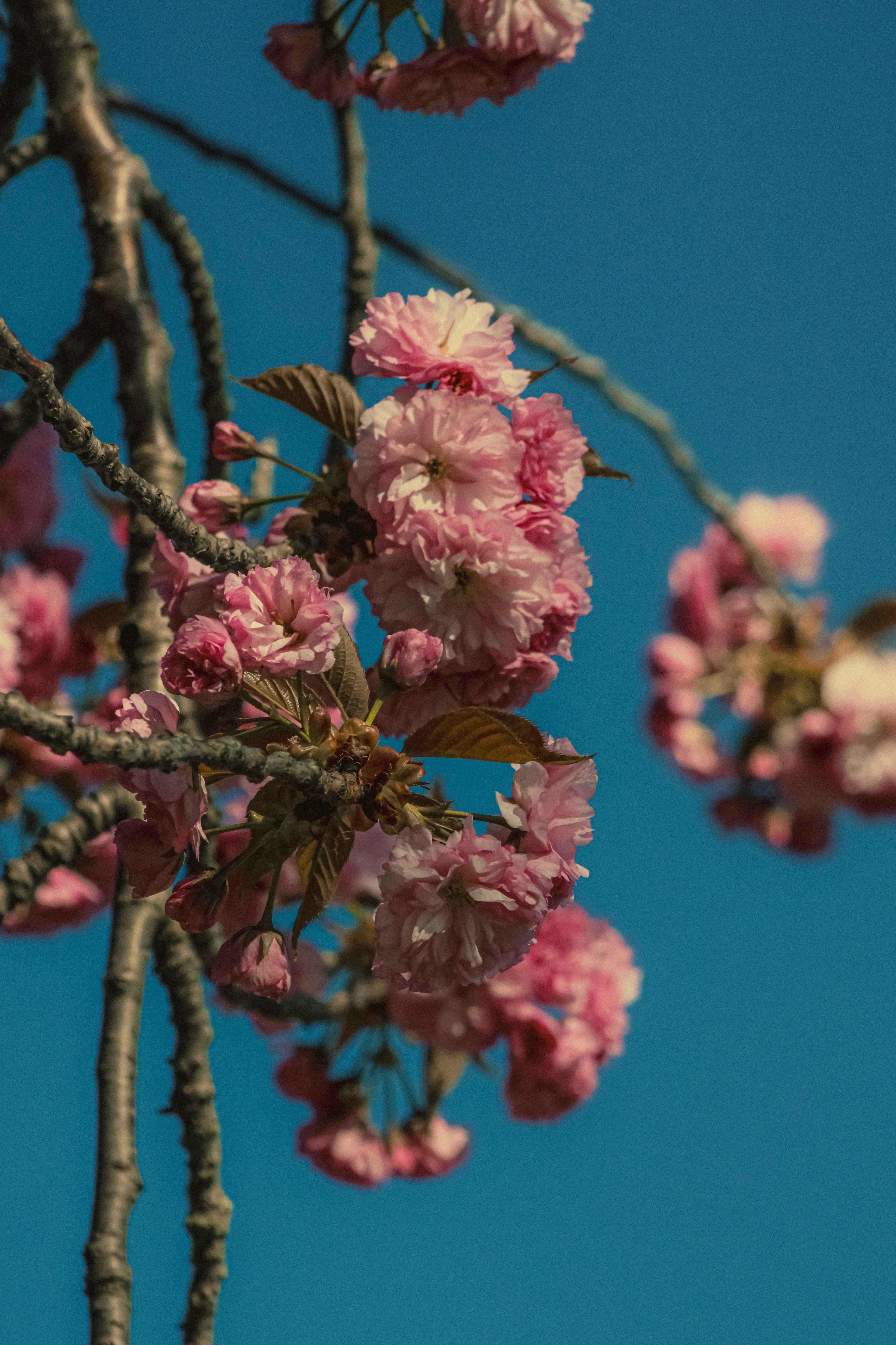 Photo by linusbelanger