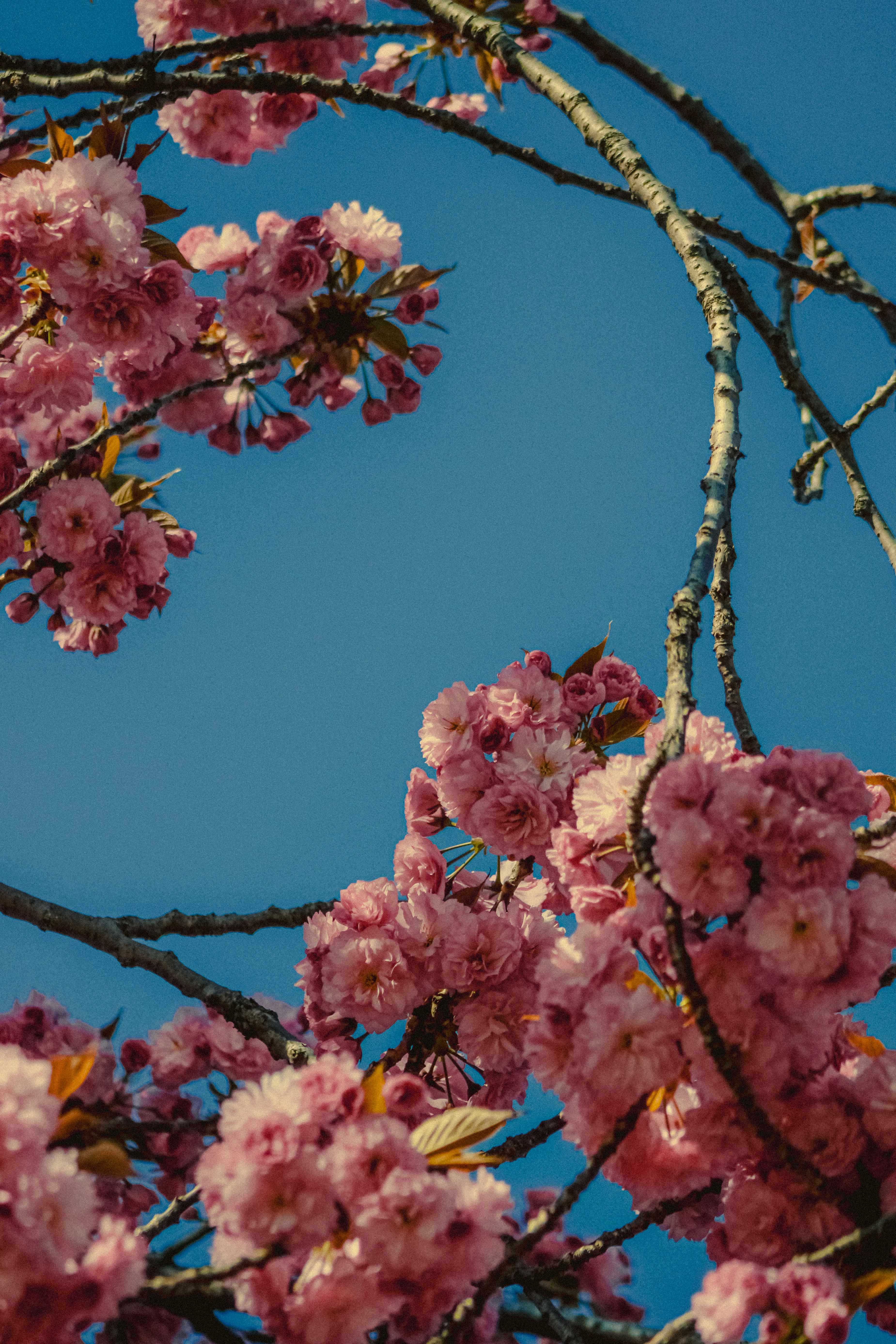 Photo by linusbelanger