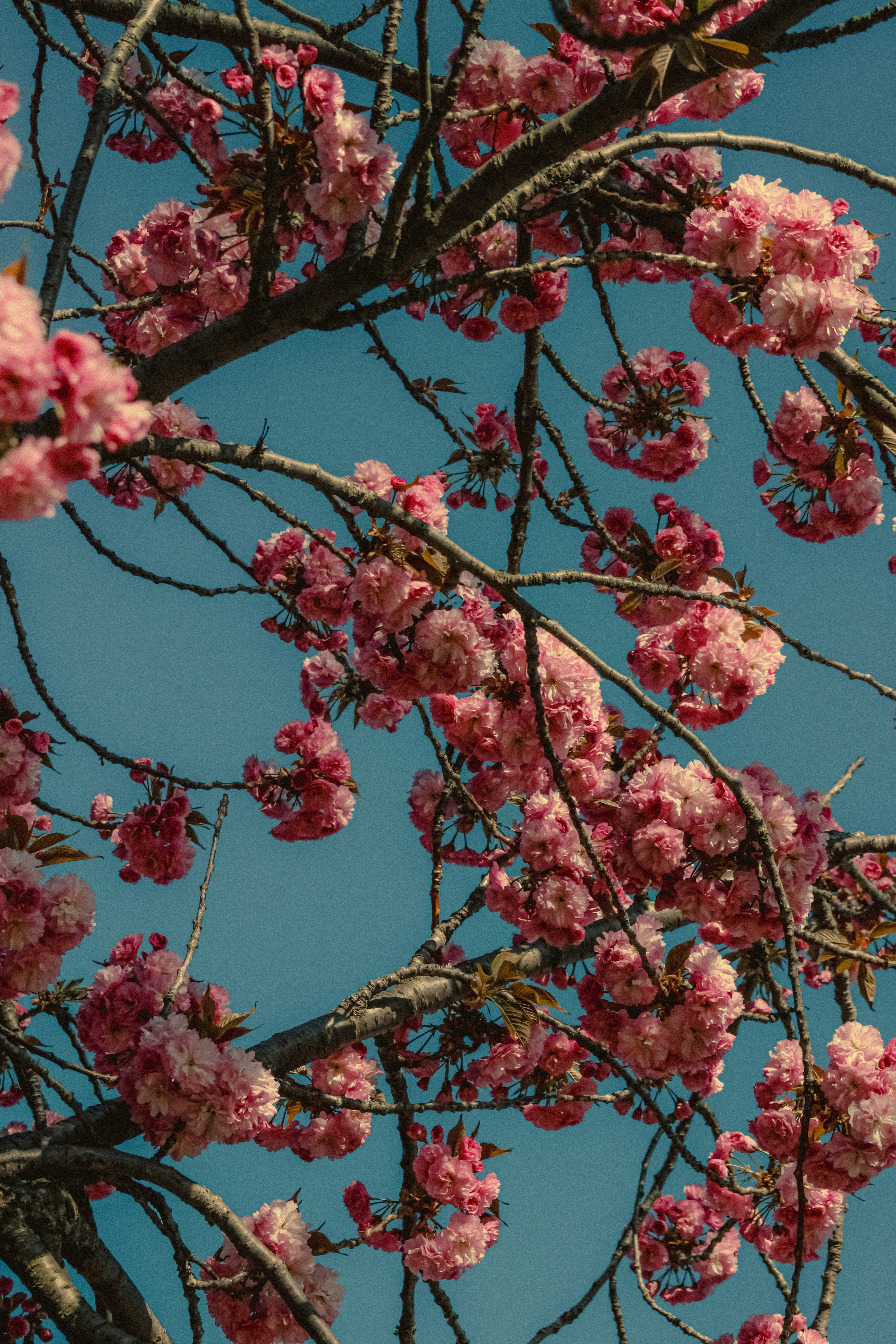 Photo by linusbelanger