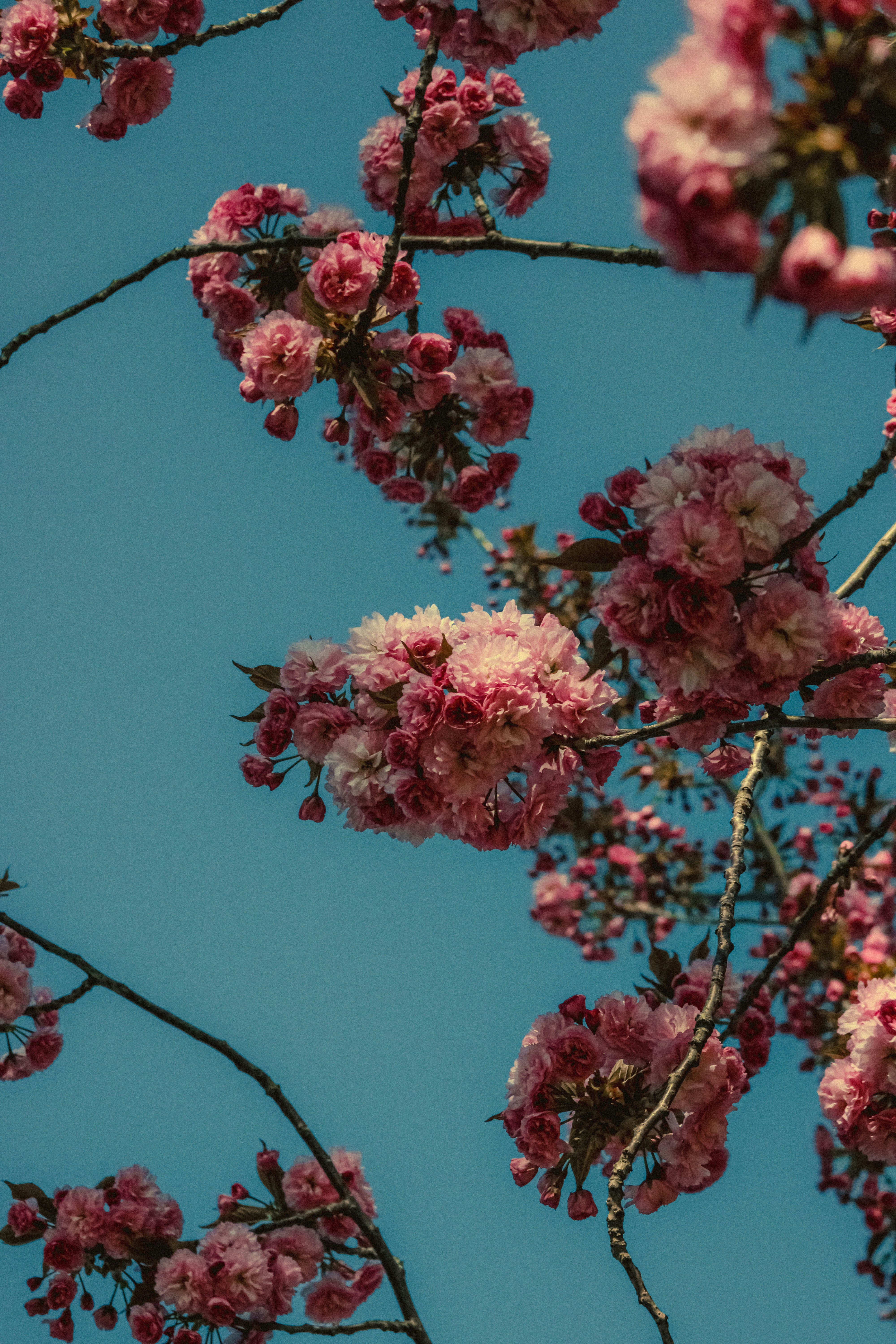 Photo by linusbelanger