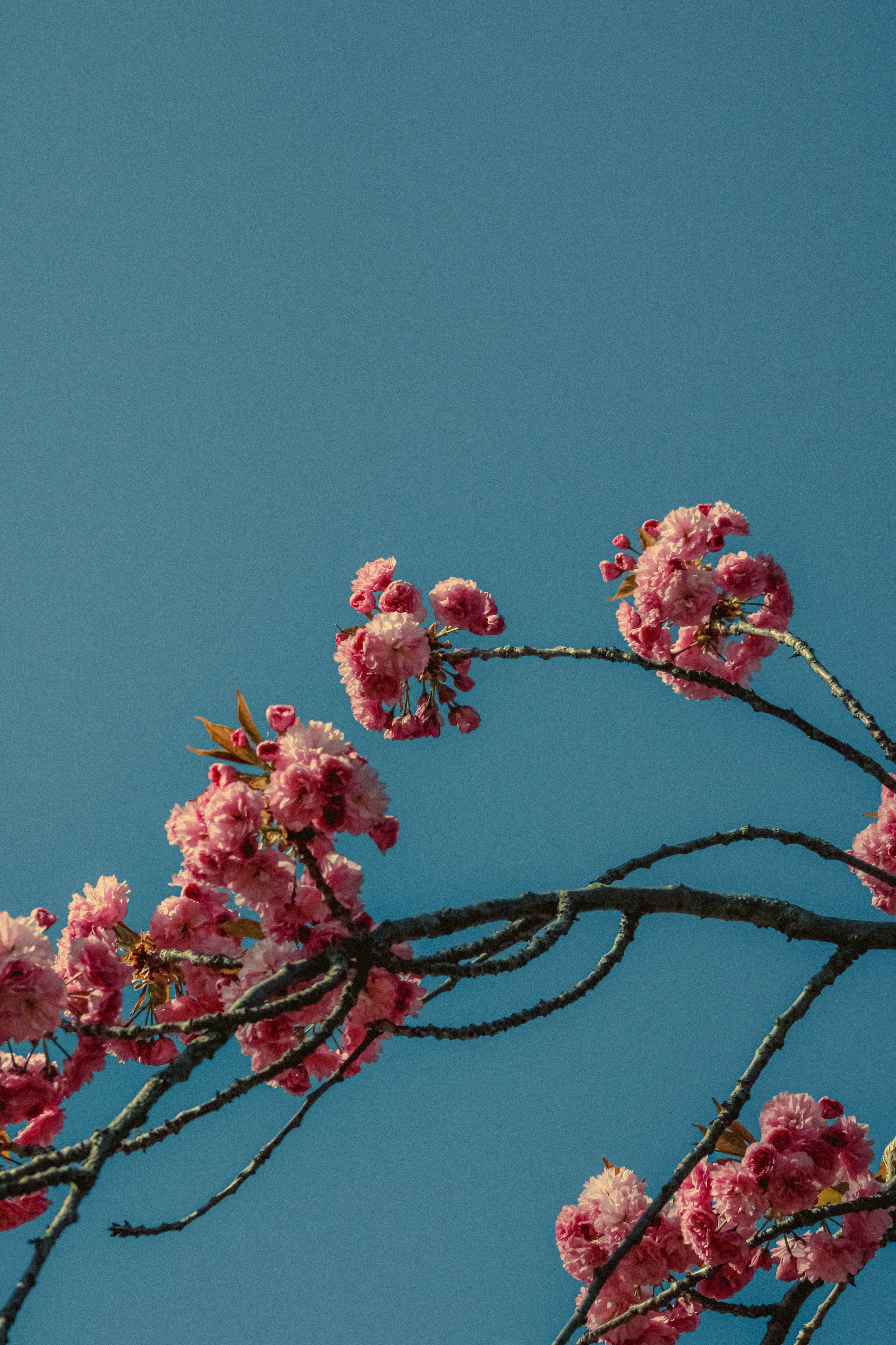 Photo by linusbelanger