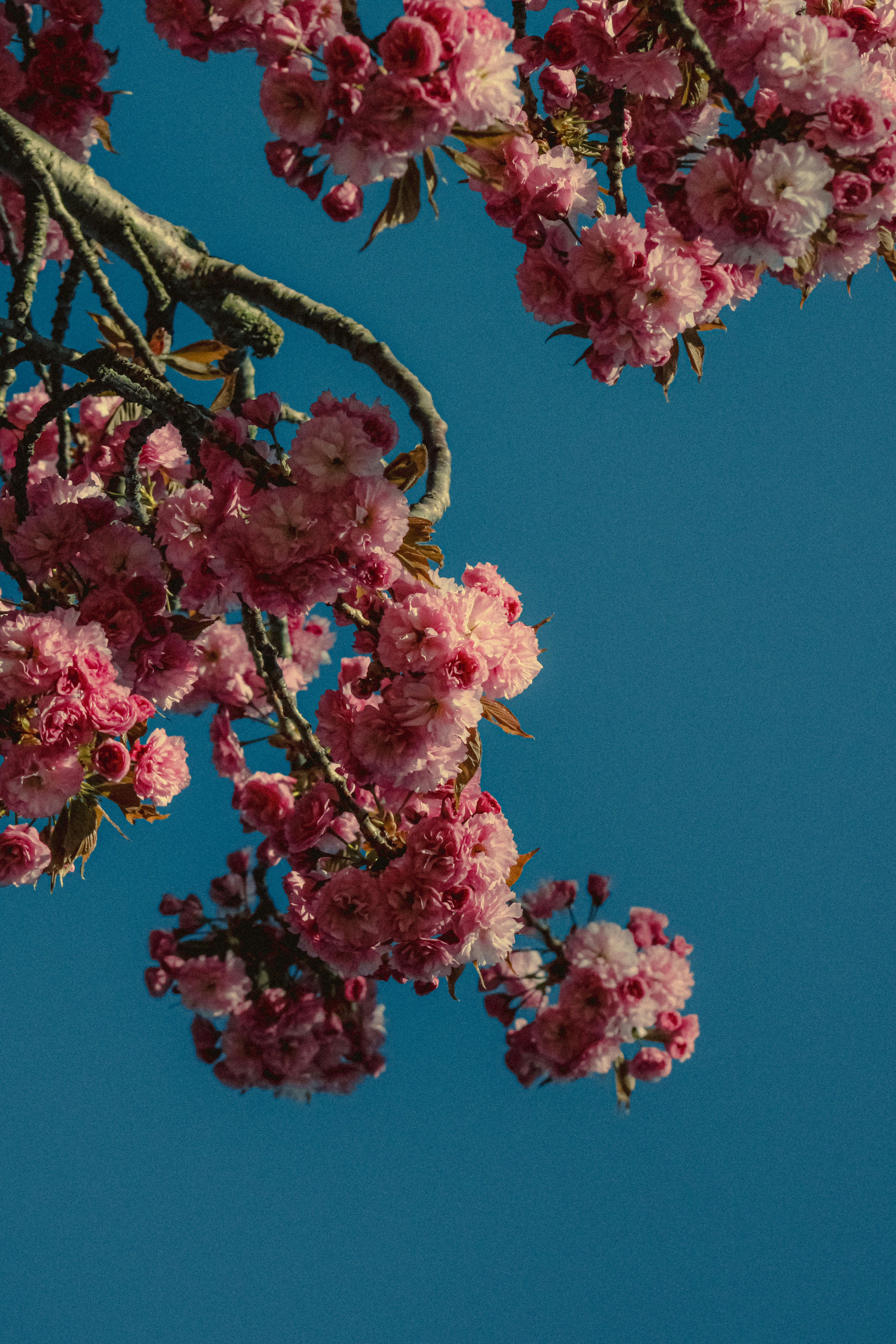 Photo by linusbelanger