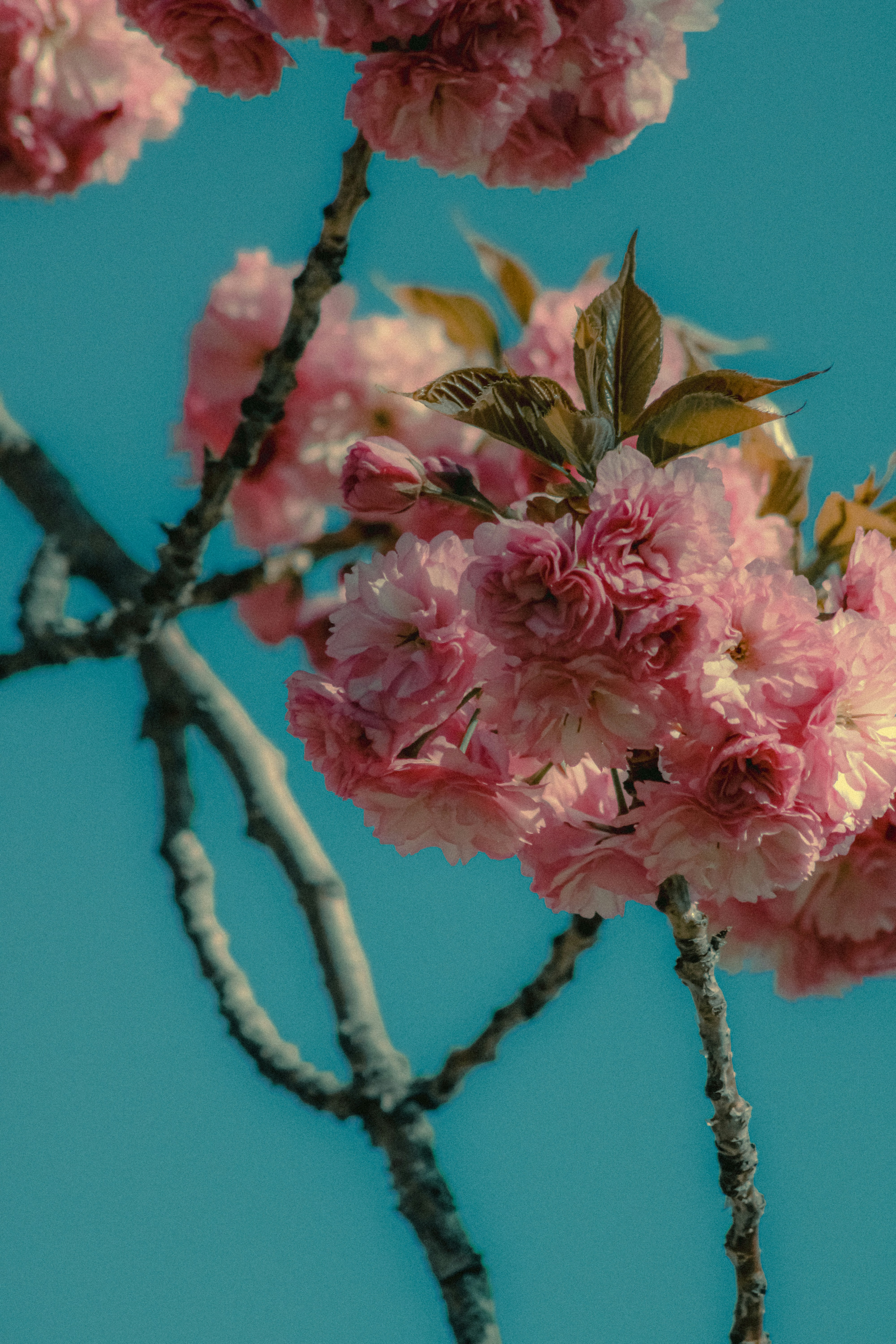 Photo by linusbelanger