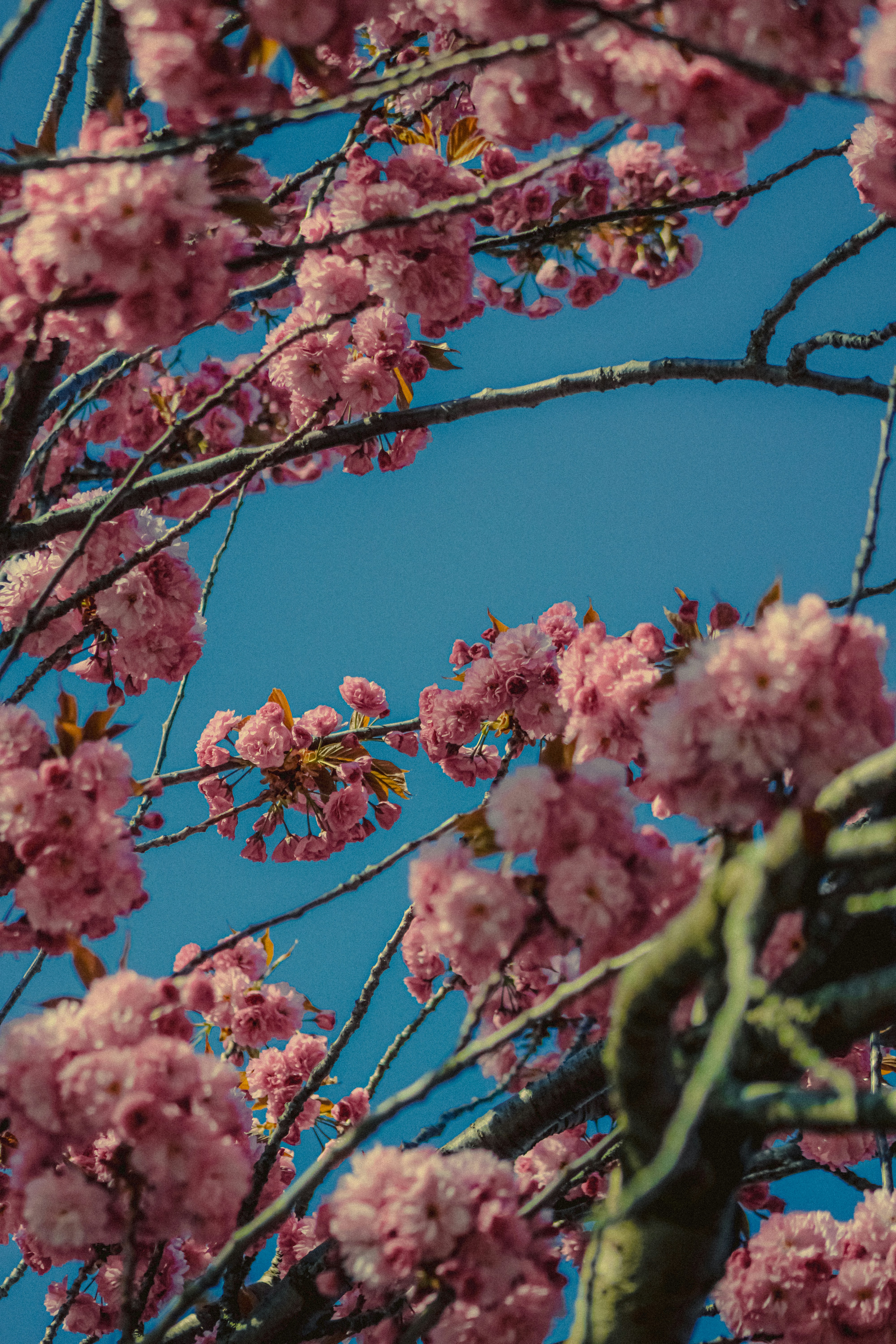 Photo by linusbelanger