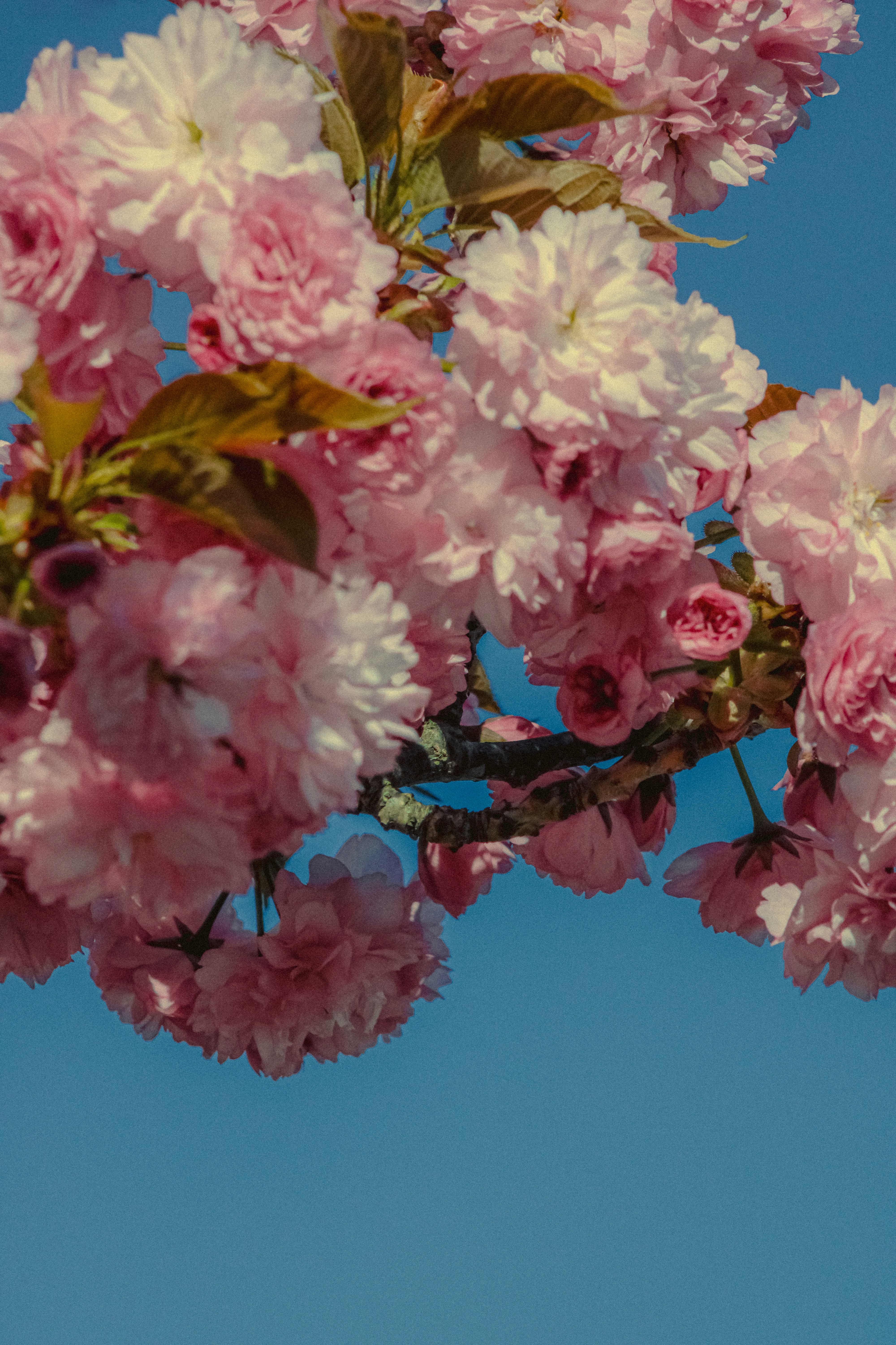 Photo by linusbelanger