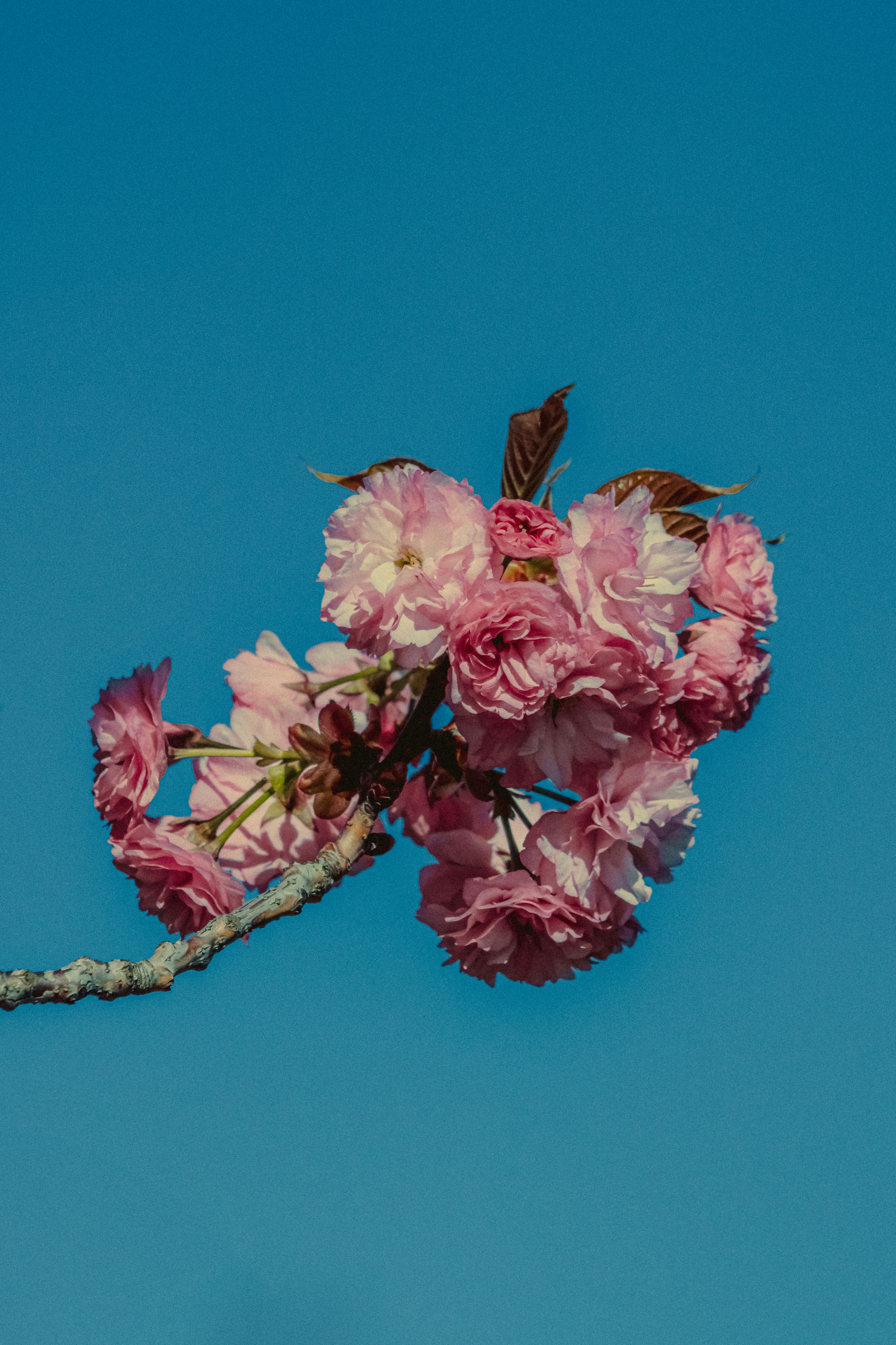 Photo by linusbelanger