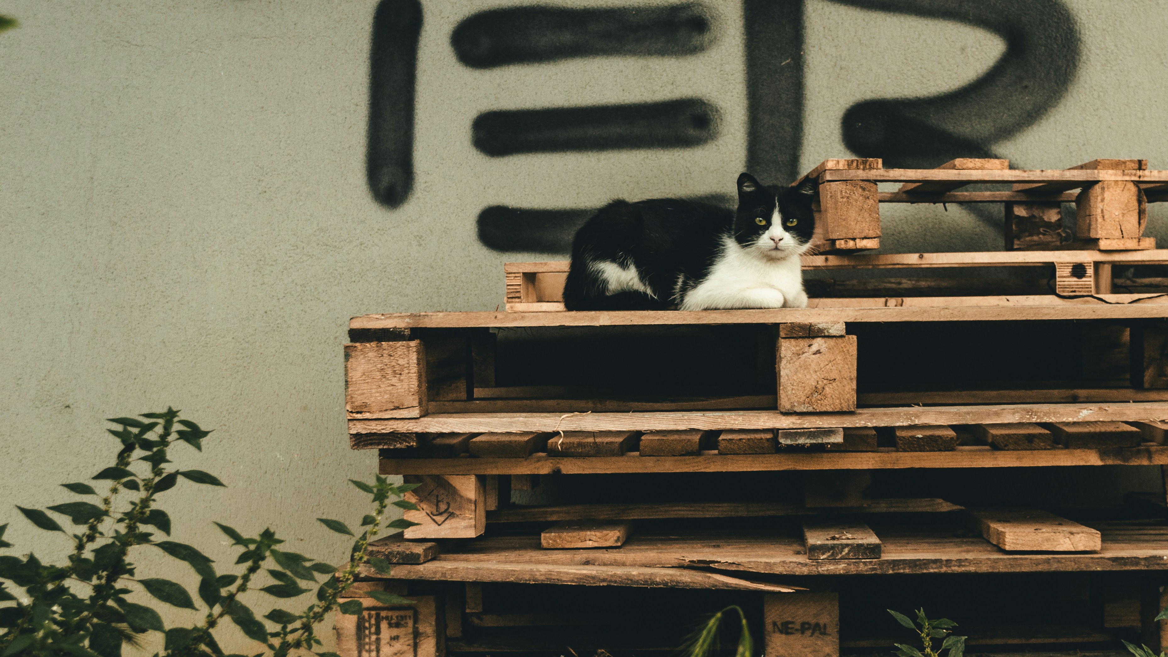 Industrial Revolution and Urban Pest Control (image credits: unsplash)