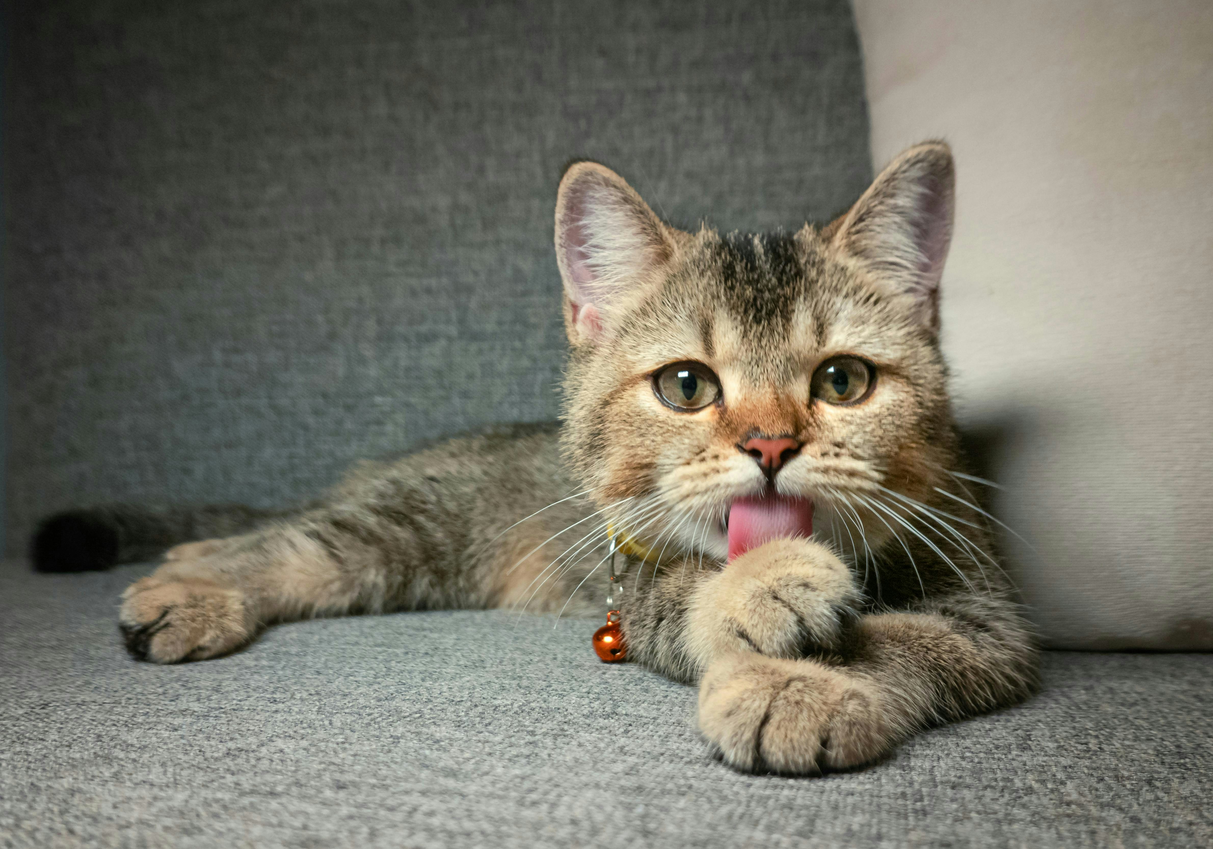 A cute cat is licking its paw on a couch.