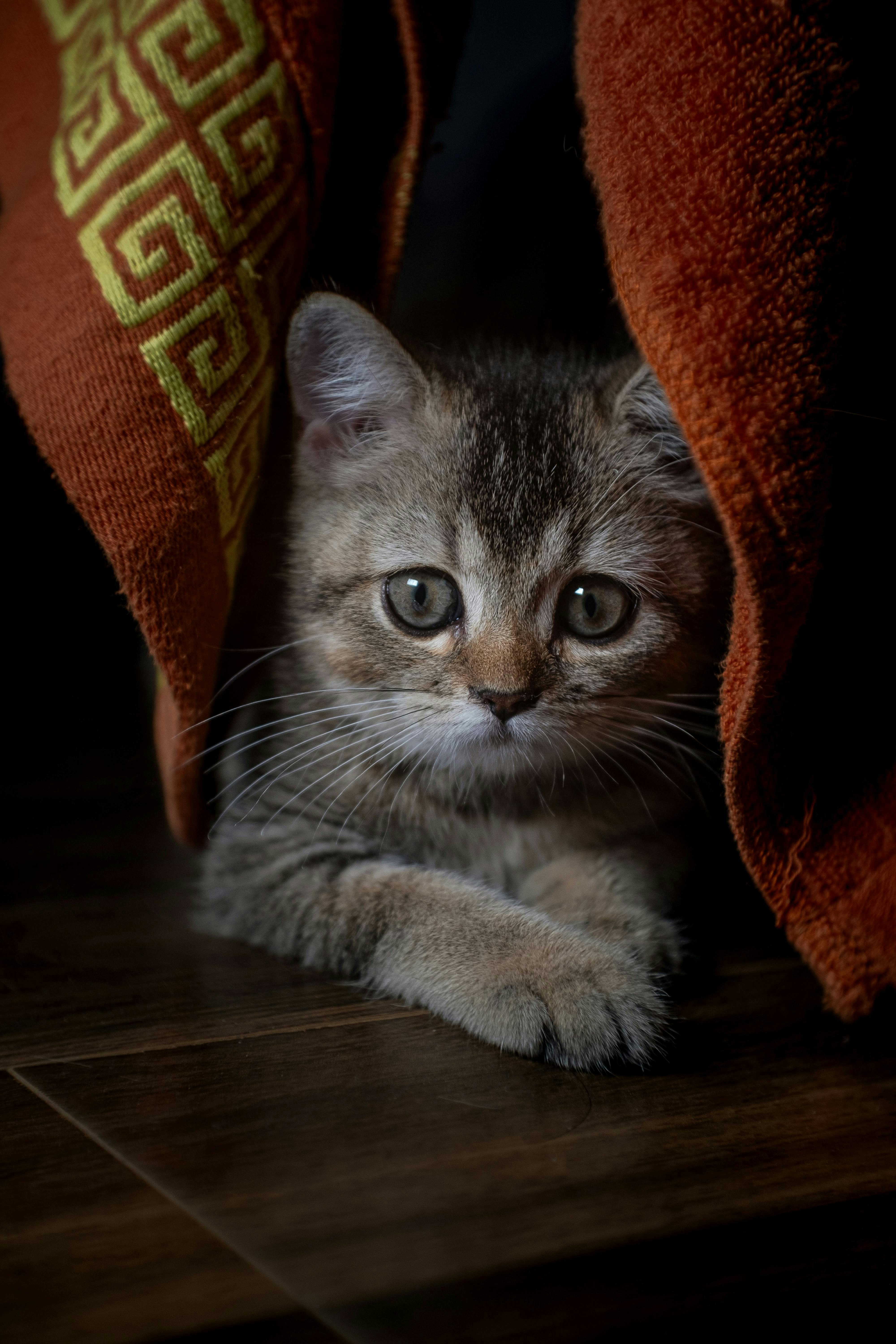 Healing Bonds: Comfort in Illness (image credits: unsplash)