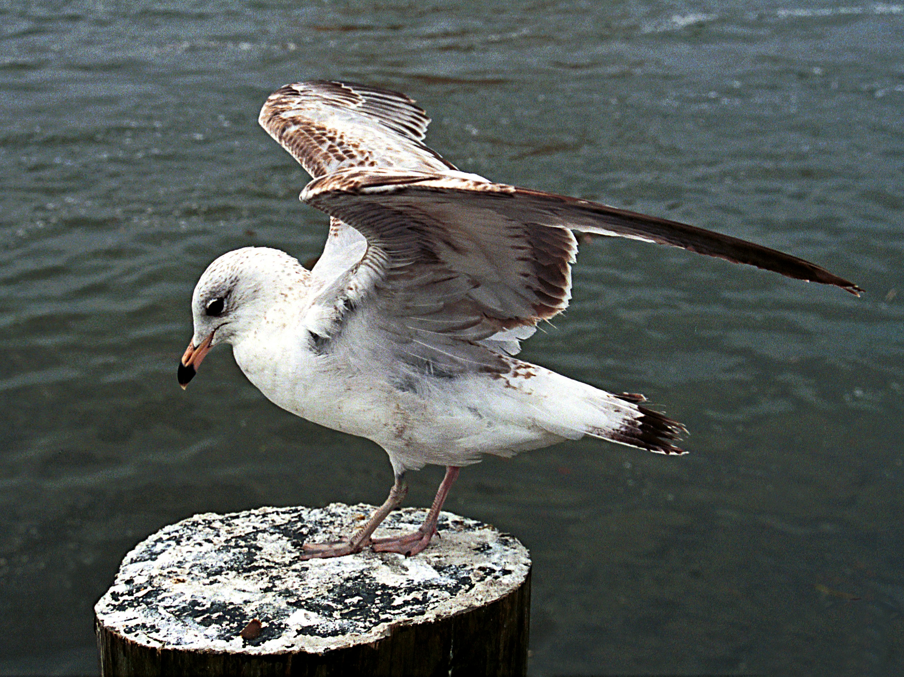 A seagull perches with its wing outstretched.