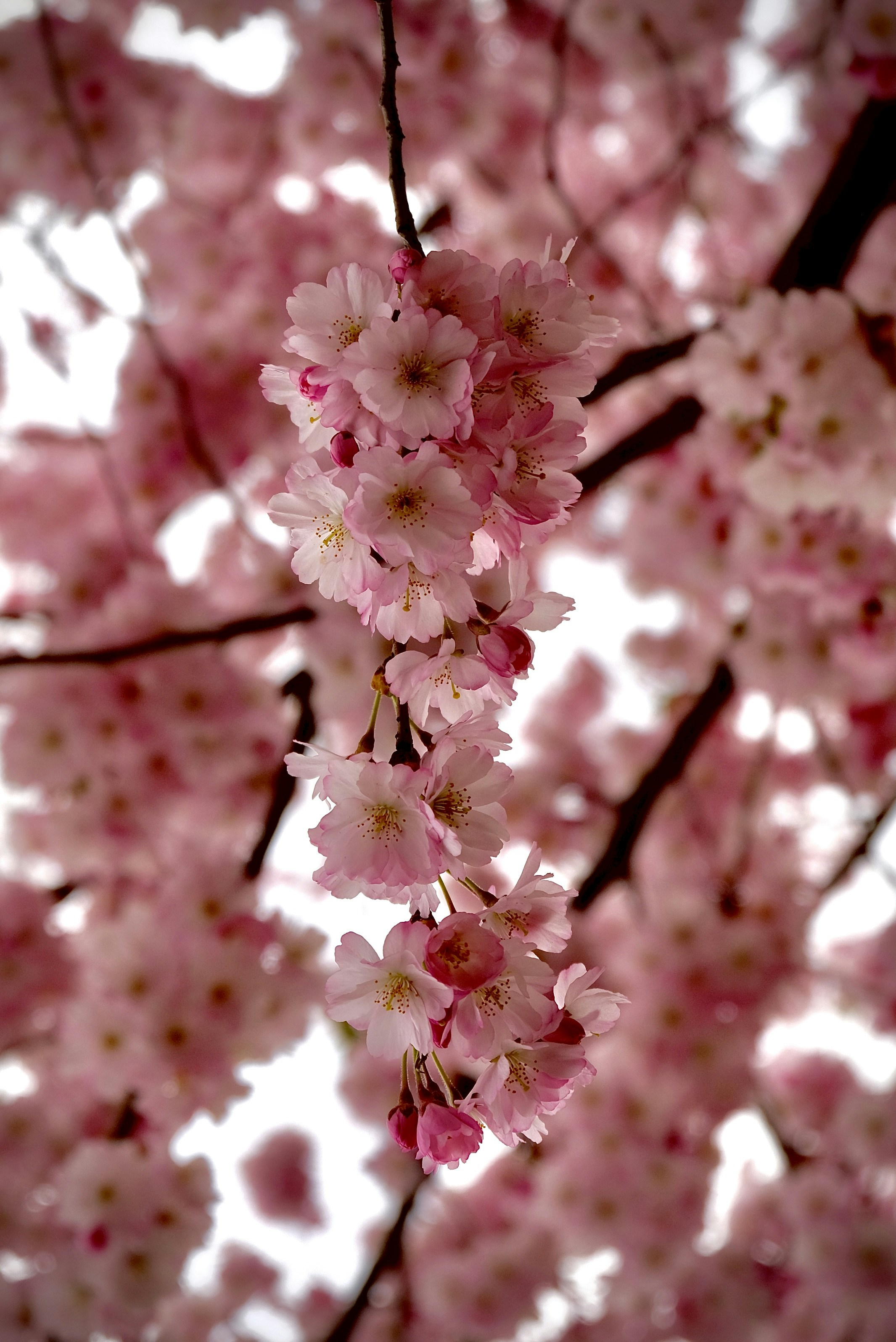 Photo by ajitmasurkar