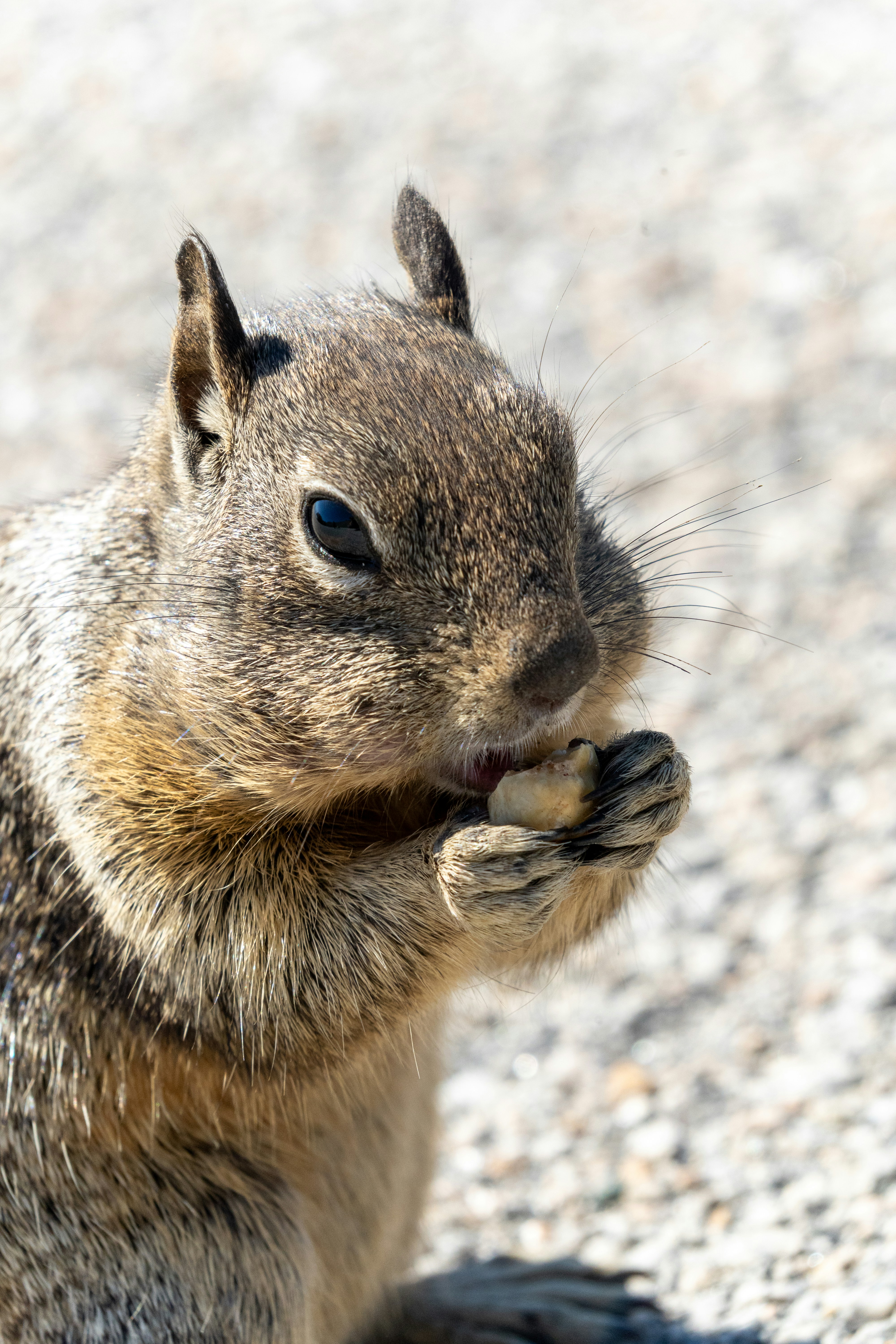 A close-up of a California ground squirrel nibbling on a snack, its tiny paws curled around a morsel as sunlight highlights the texture of its fur. Captured in striking detail, the image reveals the alert curiosity and natural charm of this common yet captivating creature.