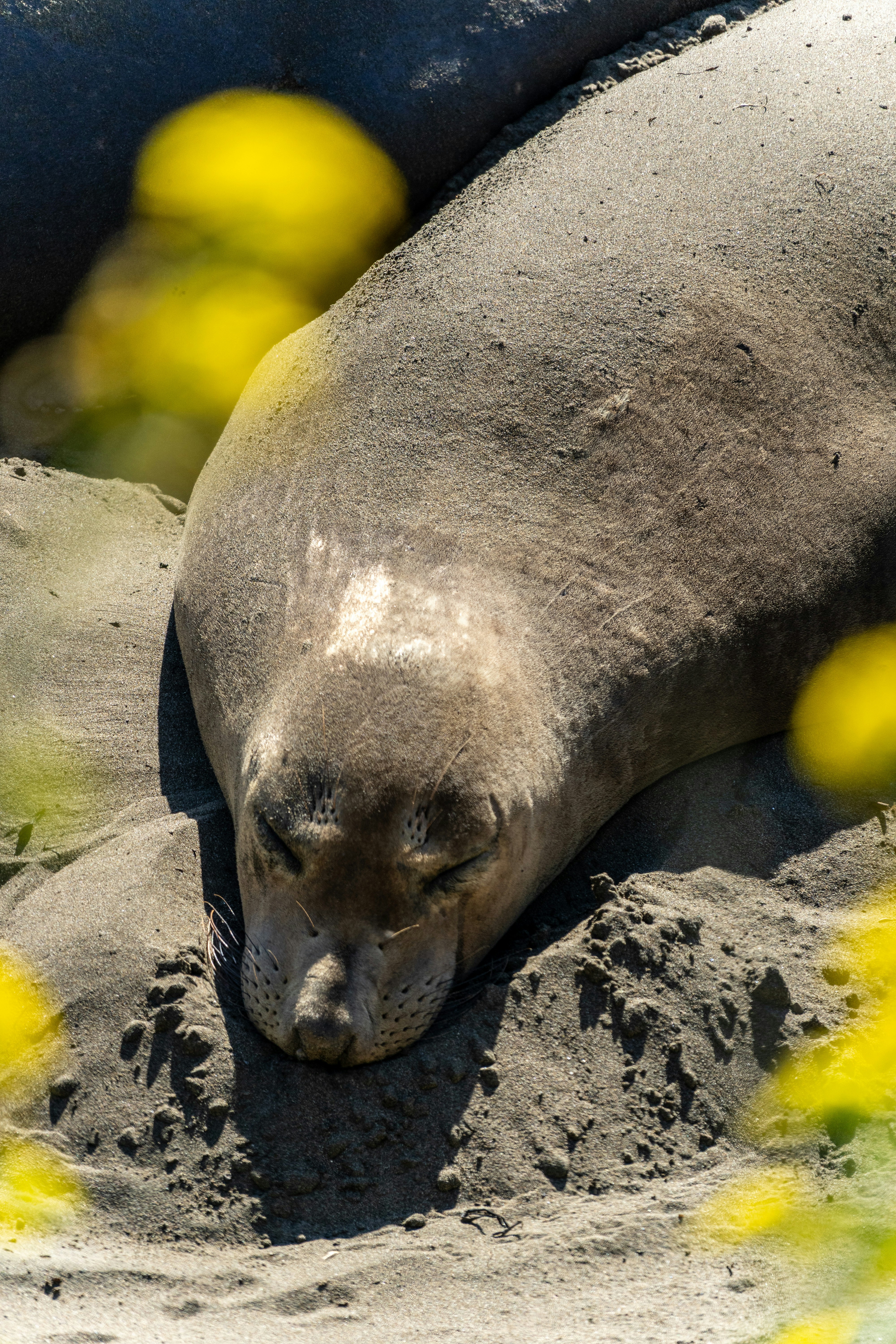 A peaceful elephant seal naps on the sunlit sands of the California coast, its body blending with the earthy tones of the beach. Framed by soft yellow wildflowers in the foreground, the image captures a serene moment of coastal wildlife in its natural habitat.