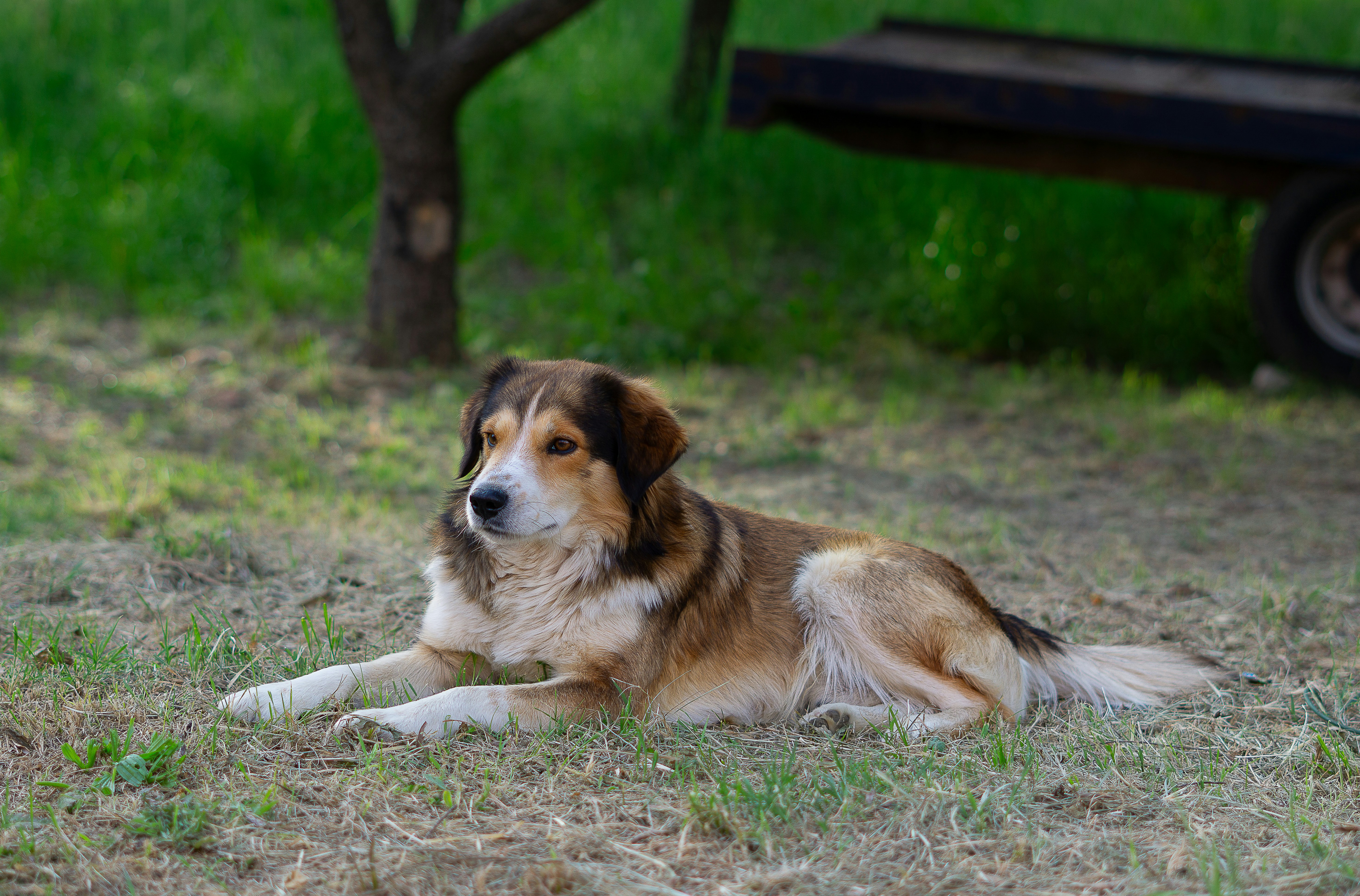 Photo by hardialsingh