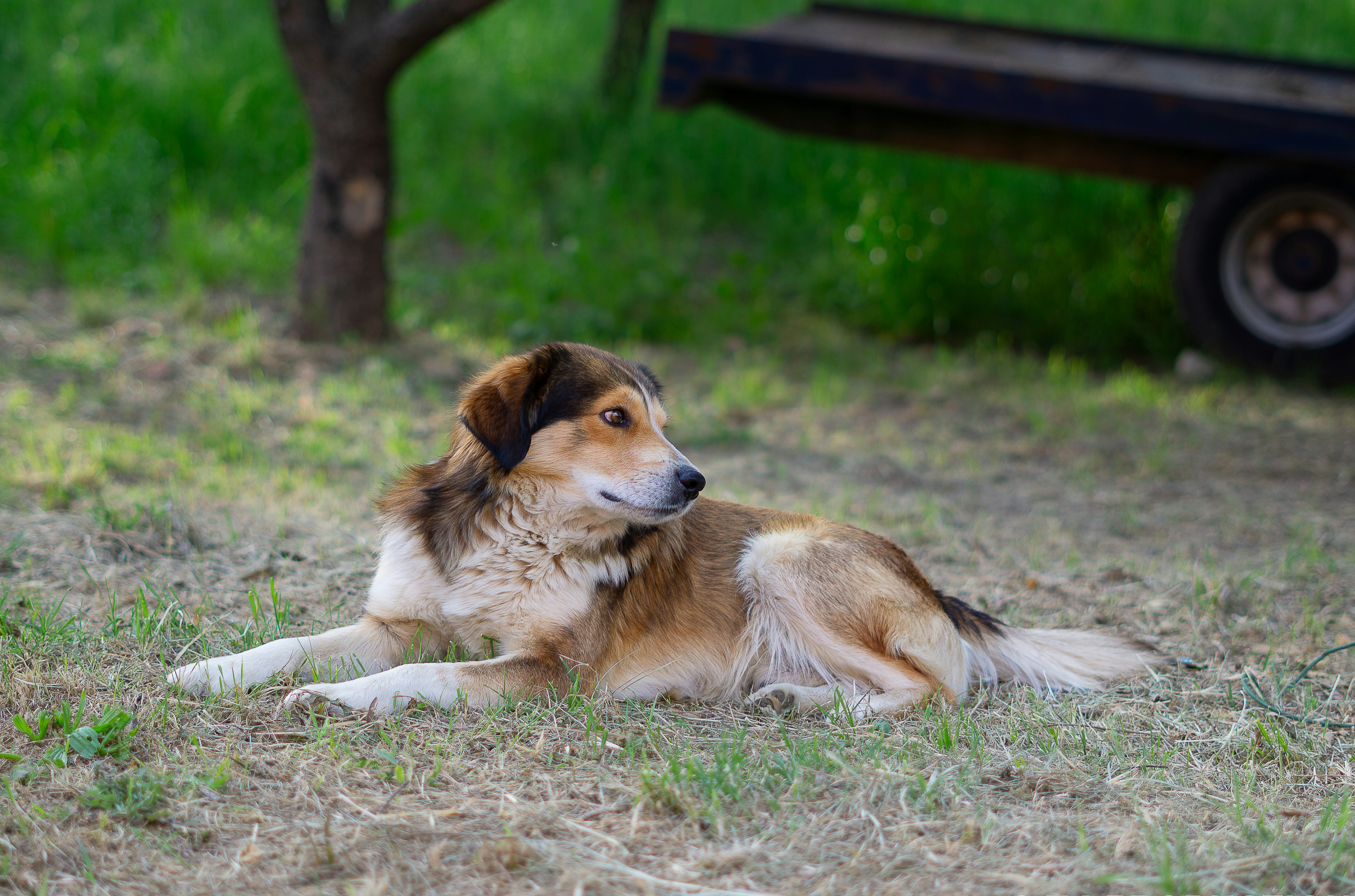 Photo by hardialsingh