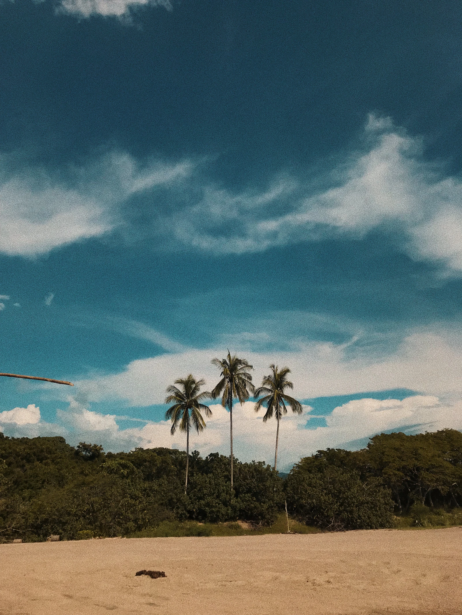 Palm trees on a quiet beach under a wide sky