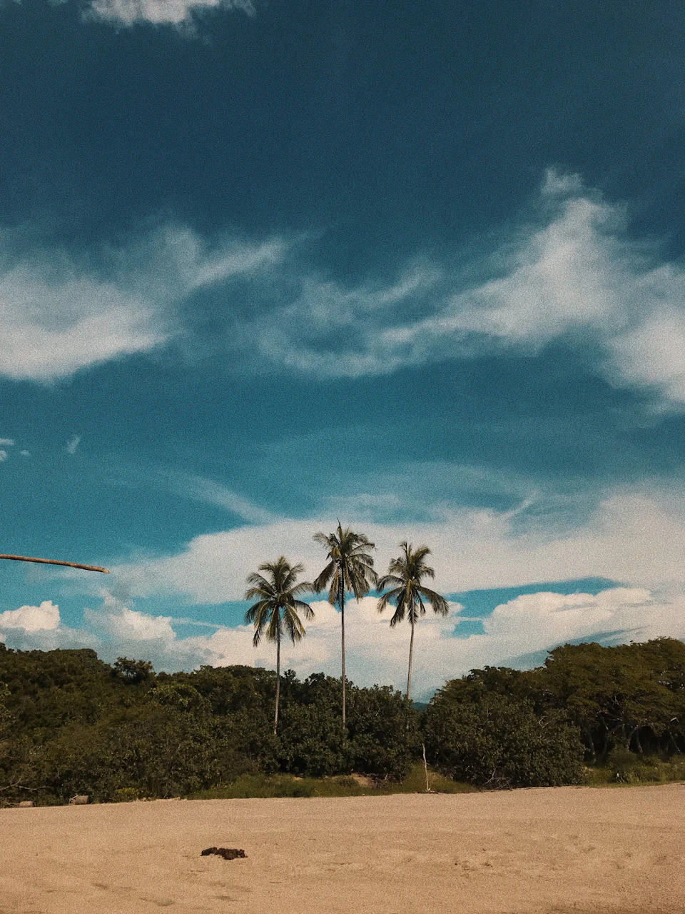 The image depicts a serene tropical beach scene with three tall palm trees standing on the sandy shore, their fronds swaying gently in the breeze. The sky above is a clear blue canvas dotted with fluffy white clouds, creating a picturesque backdrop for the lush green foliage of the palm trees and other vegetation that dot the landscape.

The perspective of the image is from ground level, looking up at the towering palm trees against the vast expanse of the sky.