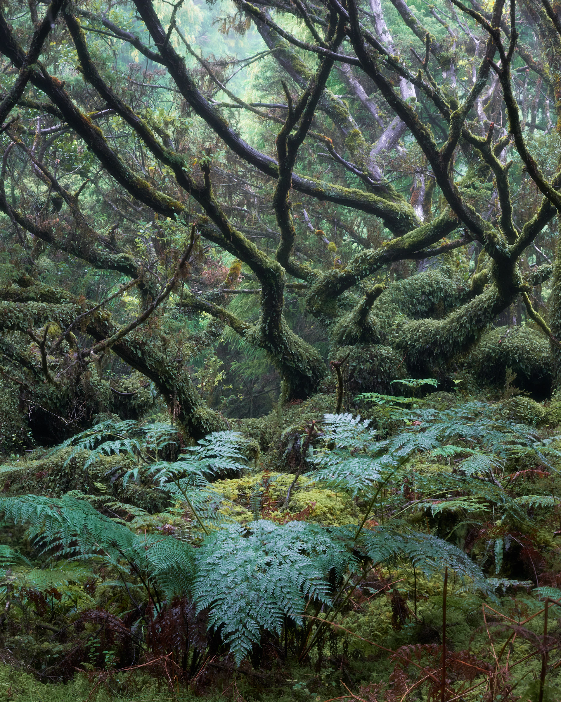A lush, green forest with overgrown trees.