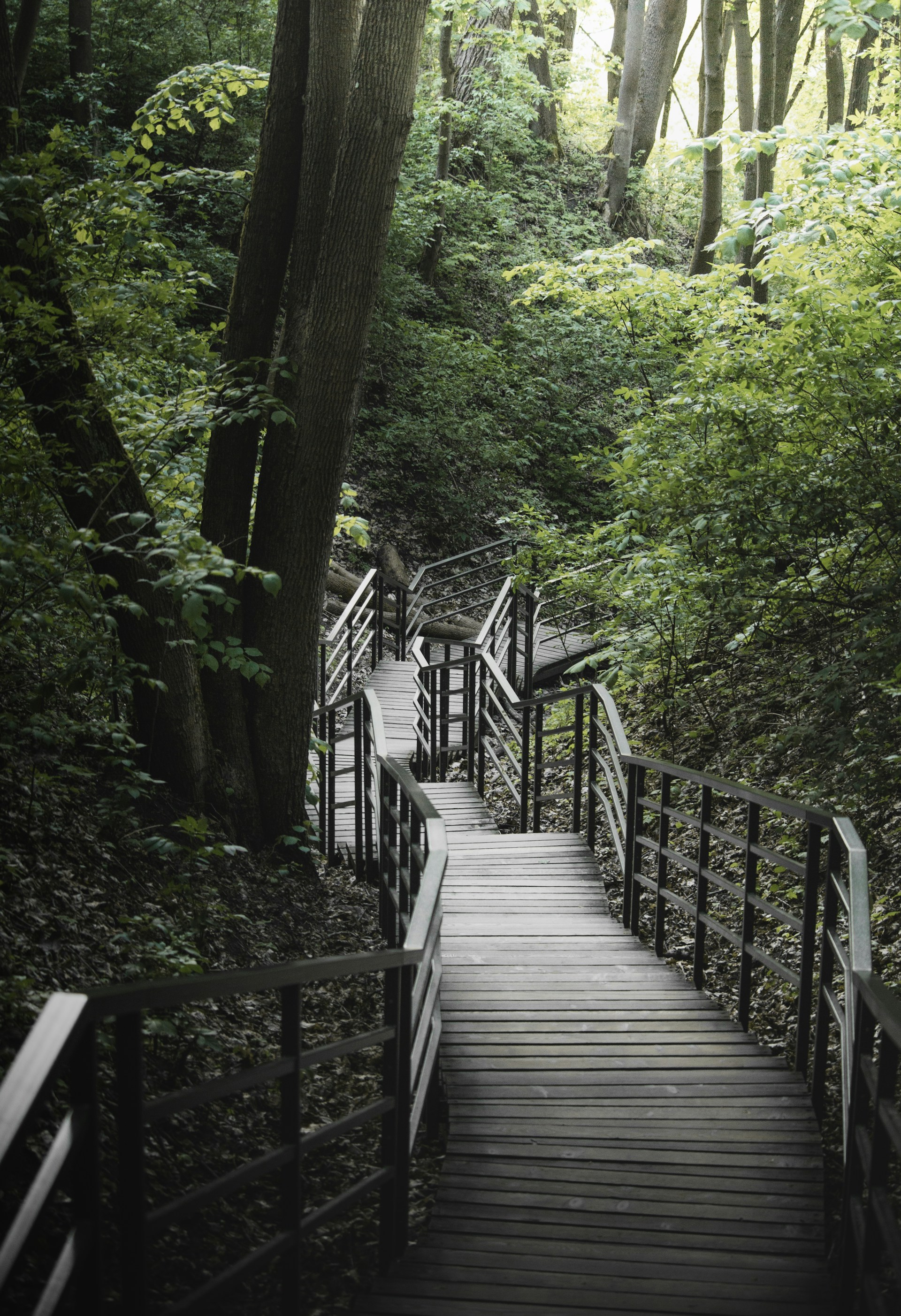 Wooden stairs descend into a lush, green forest.