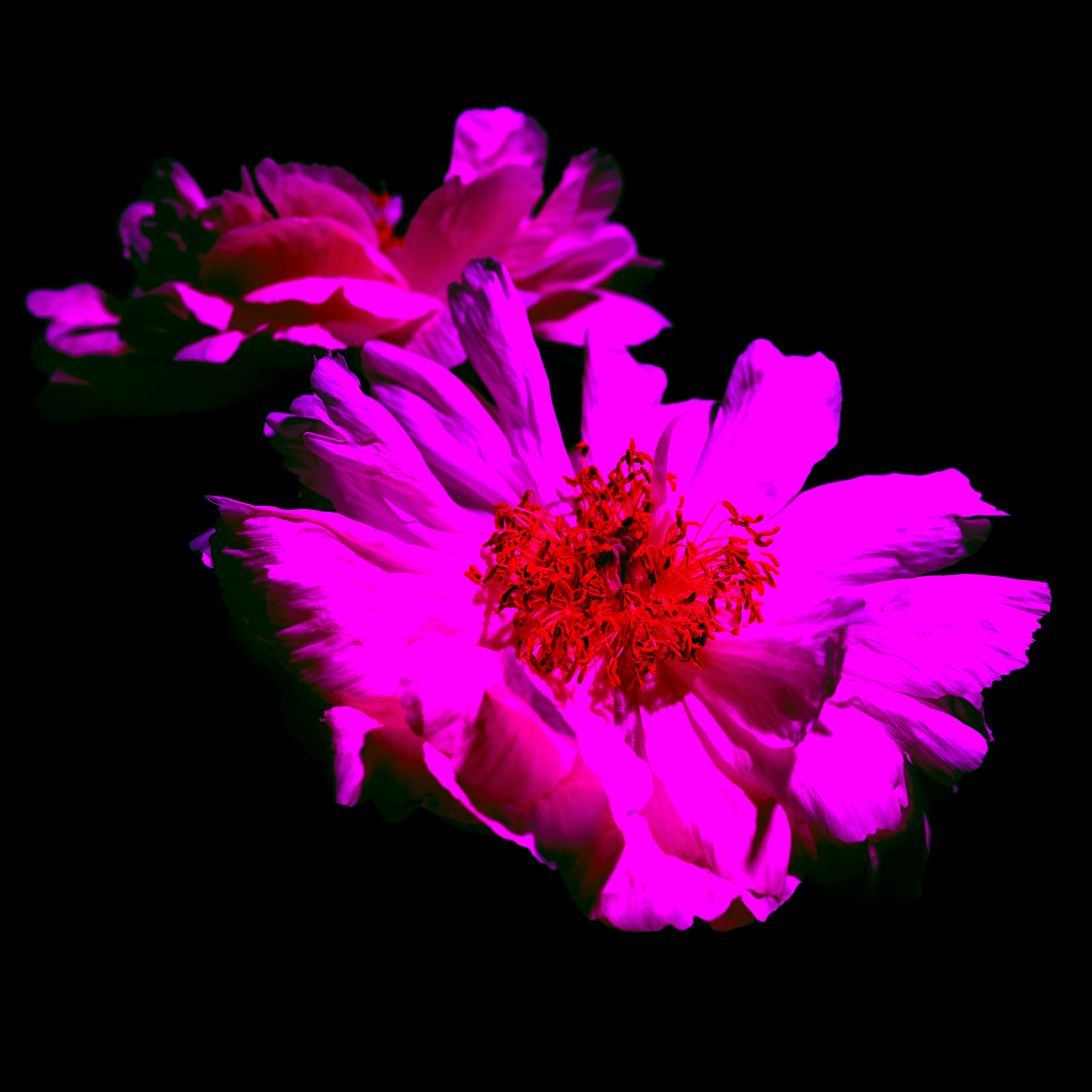 Photo by haberdoedas