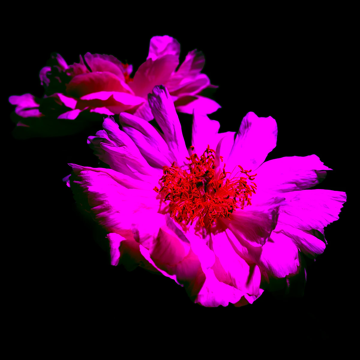 A dramatic pink peony styled against black, in Varduhi Events' signature palette