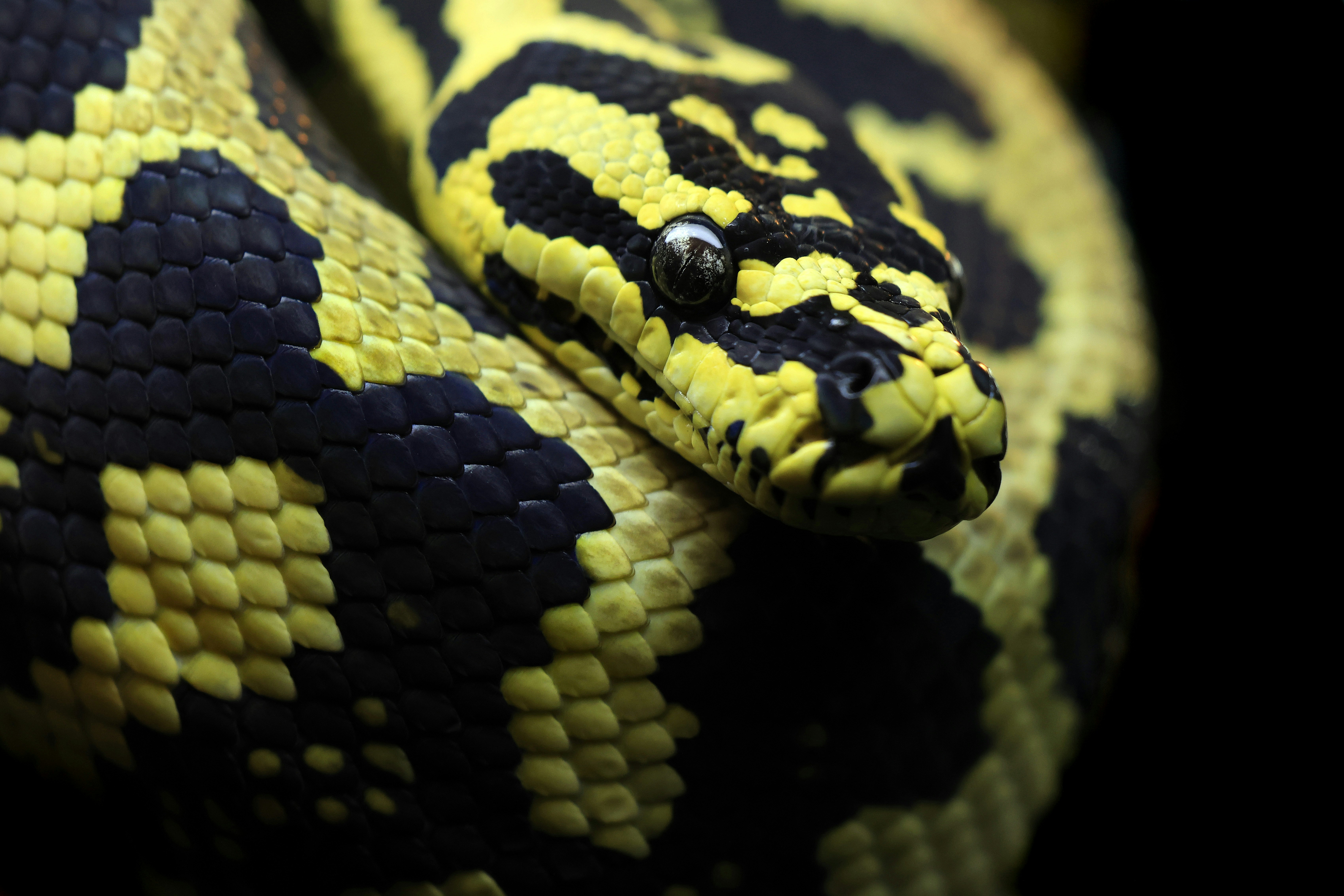 A yellow snake is coiled up.