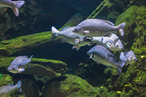 Several fish swim underwater near rocks.