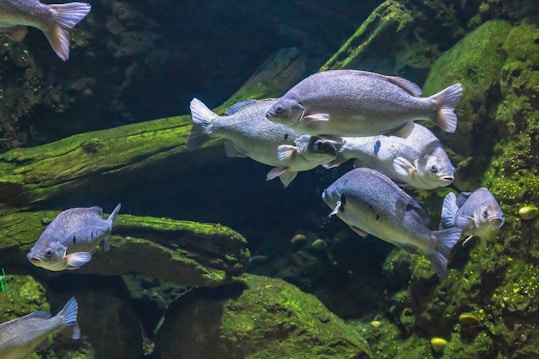 Several fish swim underwater near rocks.